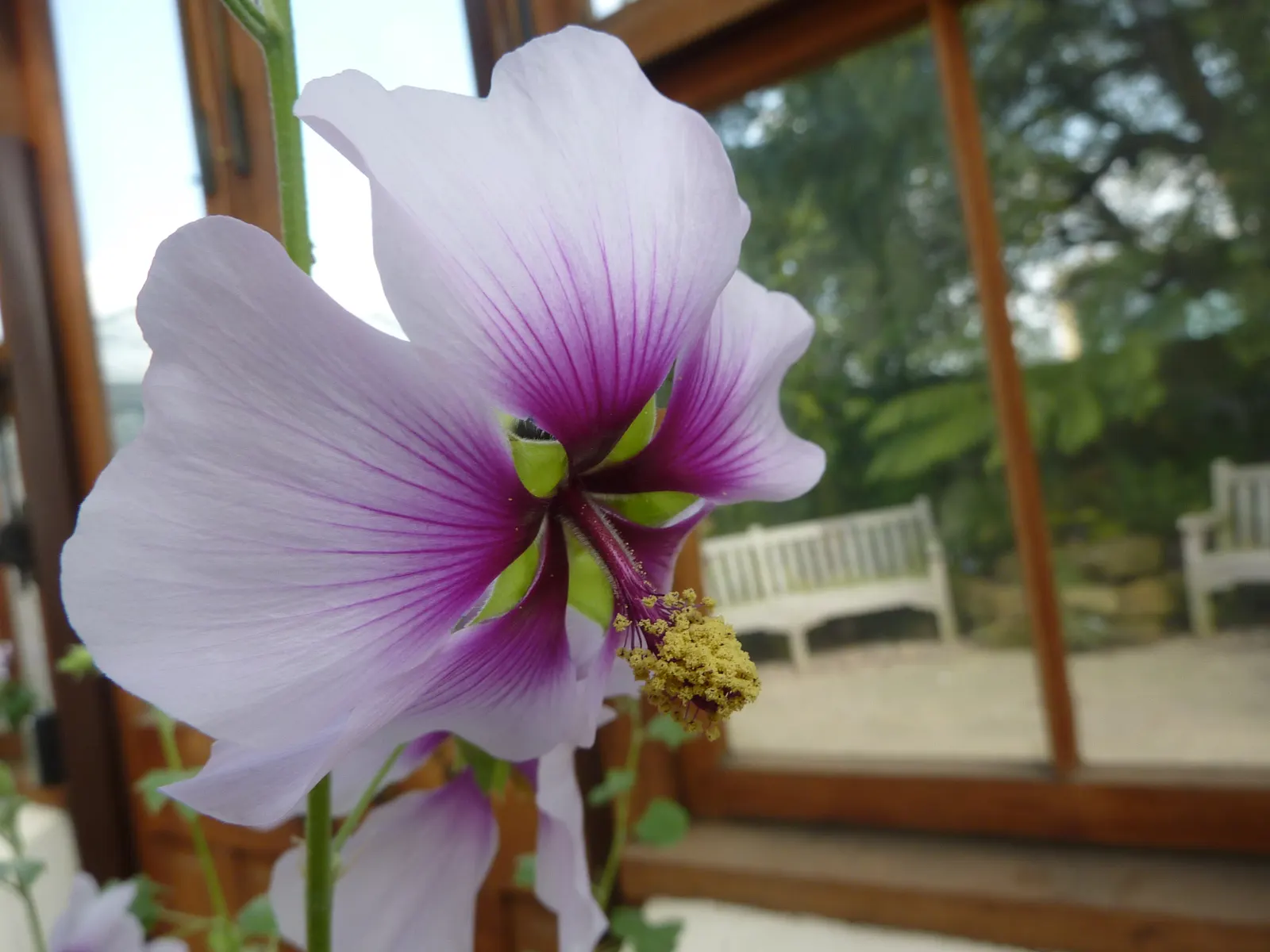 Tree Mallow (Lavatera Maritima) — is notable for its vast mallow-like flowers that can span up to 3 inches across; broadleaf evergreen / shrub with, image 61
