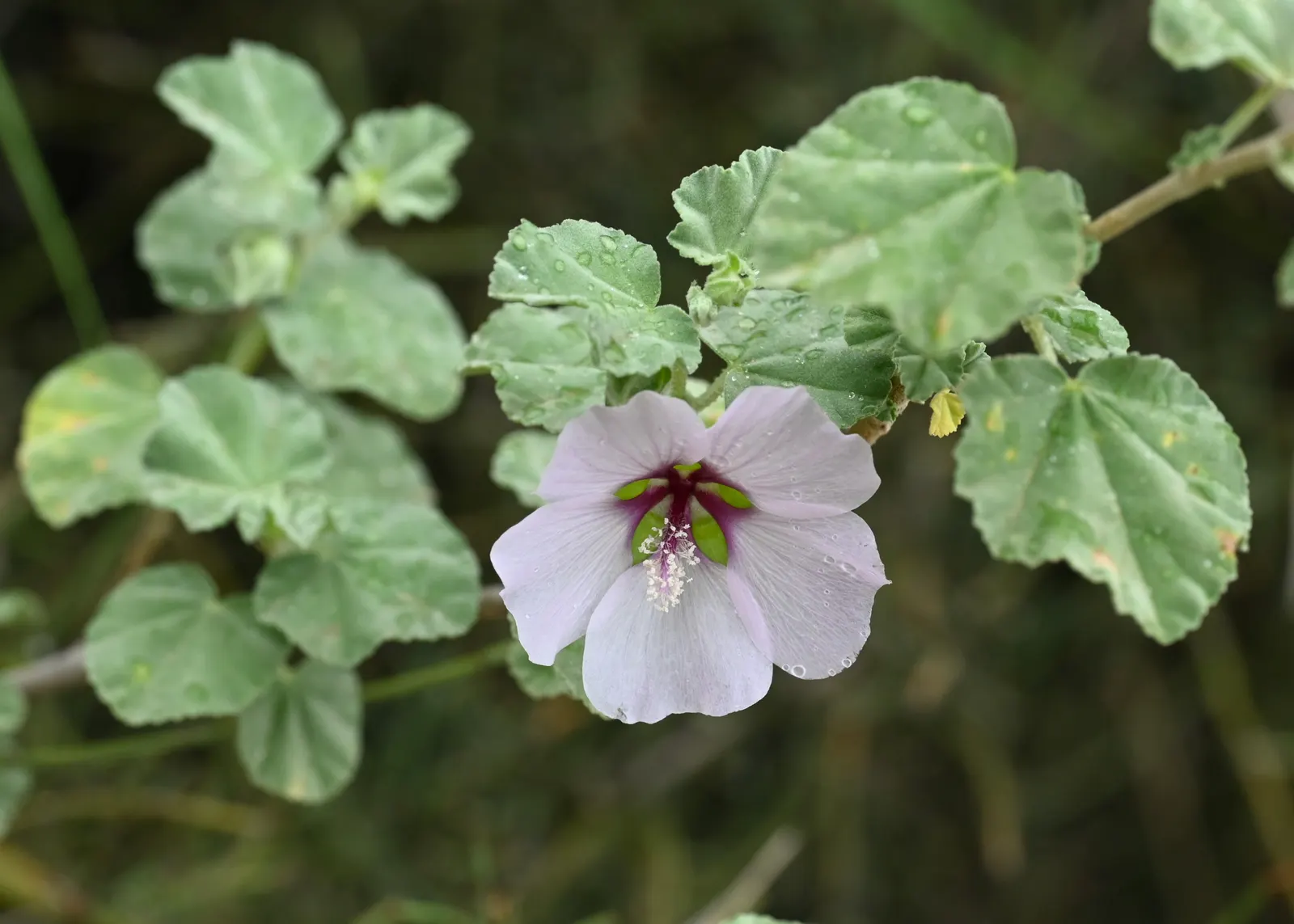 Tree Mallow (Lavatera Maritima) — this plant asks for minimal maintenance