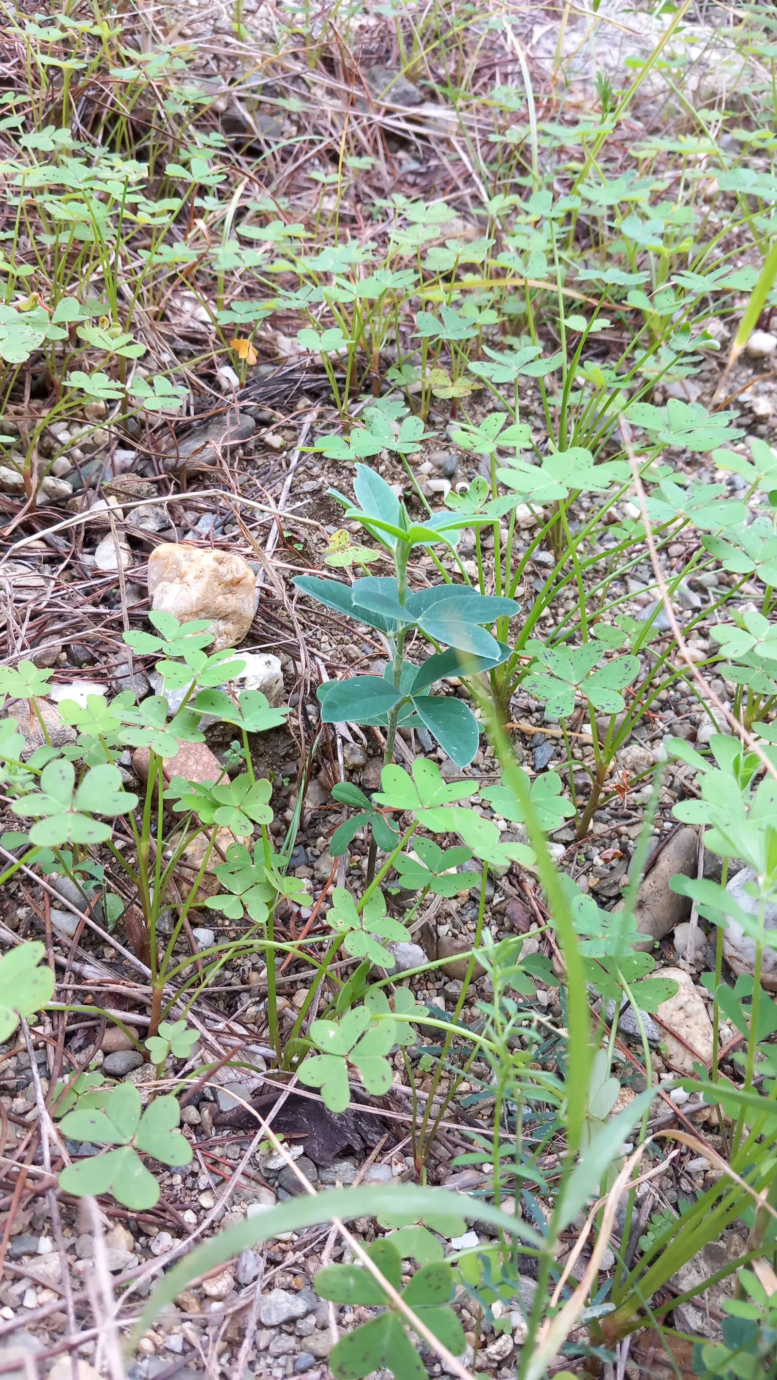 Tree Mallow (Lavatera Maritima) — pale lavender to rosy-pink blooms with darker veins