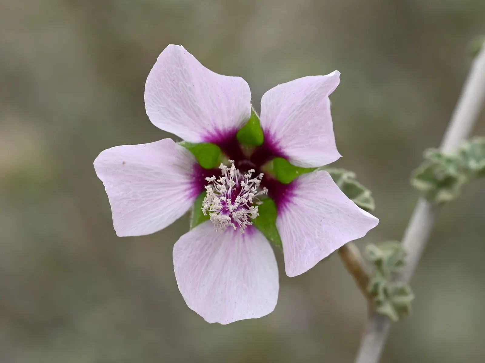 Tree Mallow (Lavatera Maritima) — The Mediterranean Tree Mallow