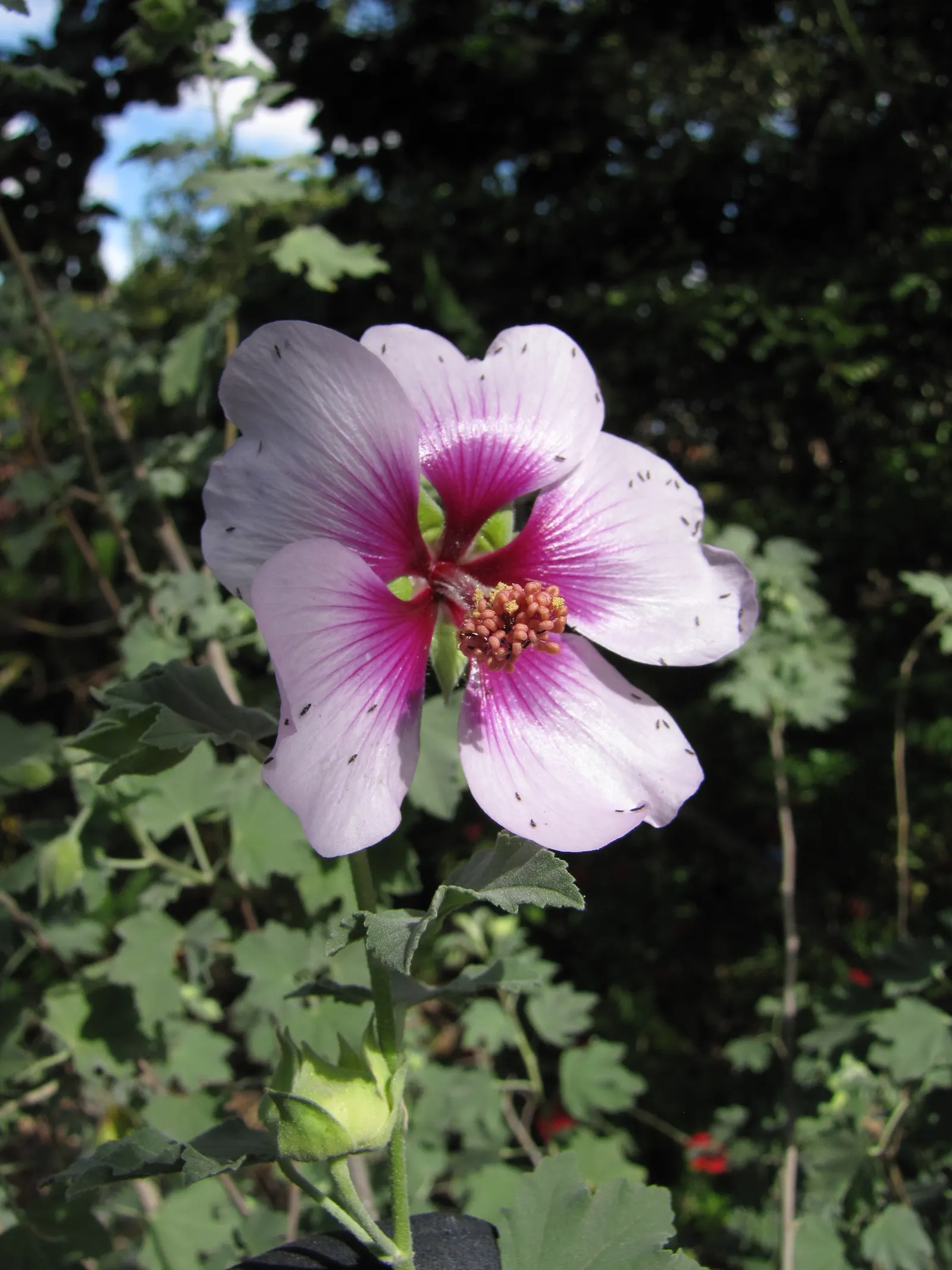 Tree Mallow (Lavatera Maritima) — is an eye-catching shrub that brings a touch of the Mediterranean to any landscape design; capable of reaching, image 59