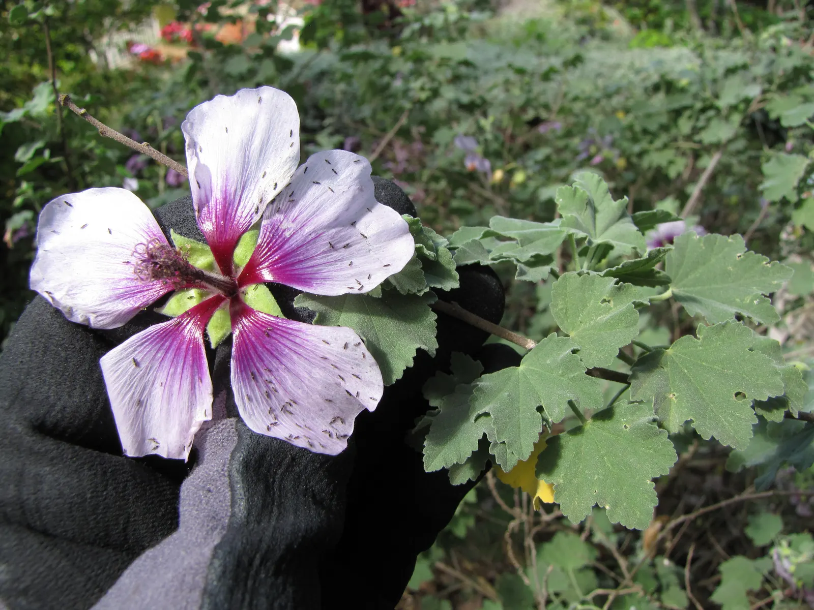 Tree Mallow (Lavatera Maritima) — regular pruning in late winter or early spring will encourage bushier growth and enhance flowering
