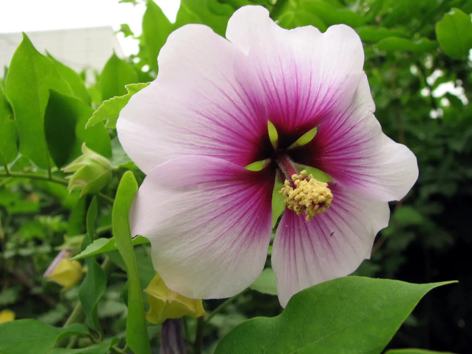 Tree Mallow (Lavatera Maritima) — Drought-tolerant once established, it's ideal for coastal settings requiring minimal maintenance