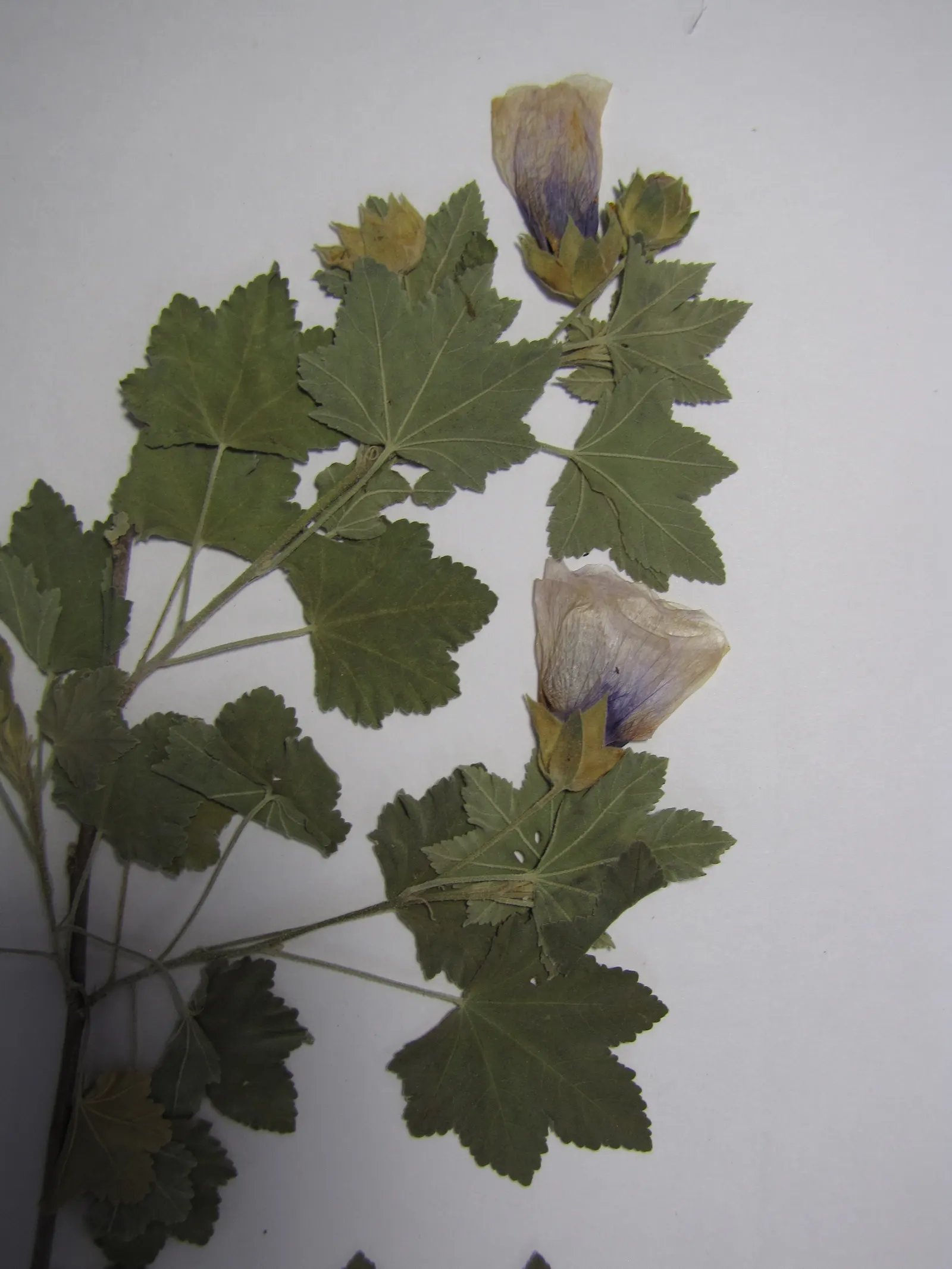 Tree Mallow (Lavatera Maritima) — semi-evergreen shrub boasting grey-green leaves and striking; is notable for its vast mallow-like flowers that, image 52