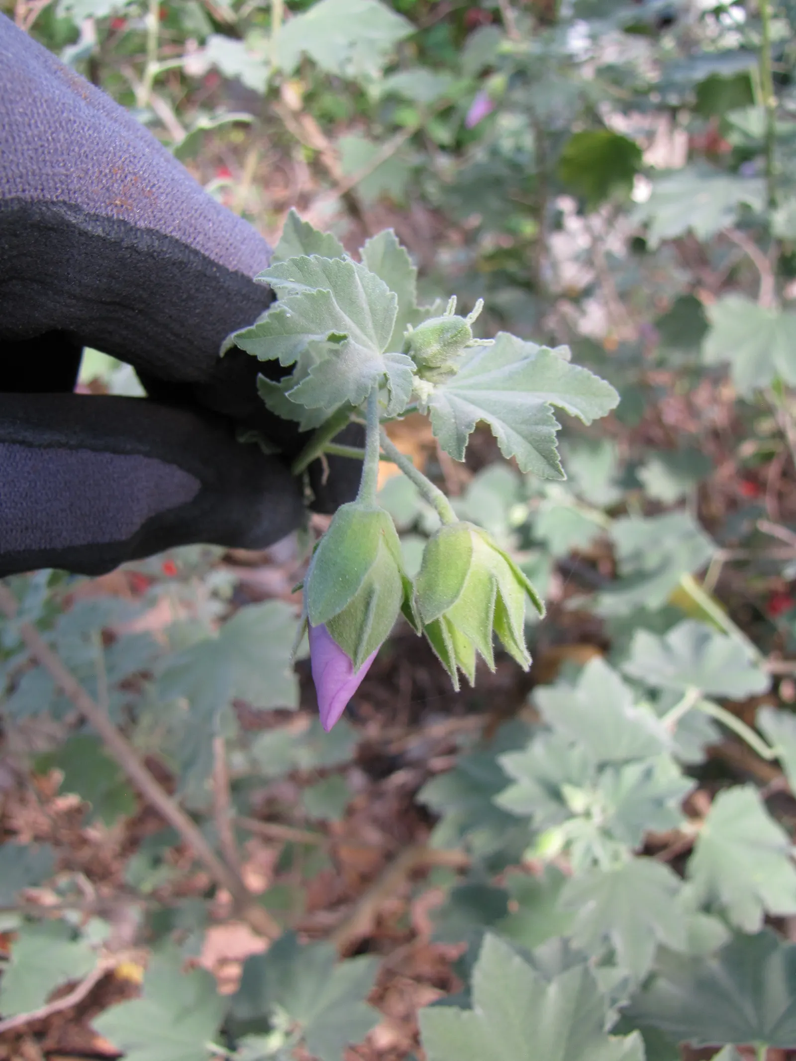 Tree Mallow (Lavatera Maritima) — high-impact garden feature; the blooms are a captivating lavender to rose-pink hue with striations leading to a, image 70