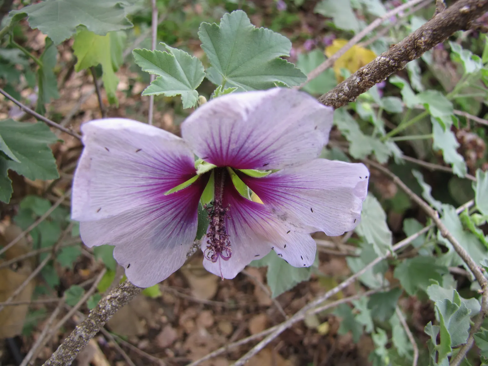 Tree Mallow (Lavatera Maritima) — though it is well adapted to cope with coastal conditions, image 88