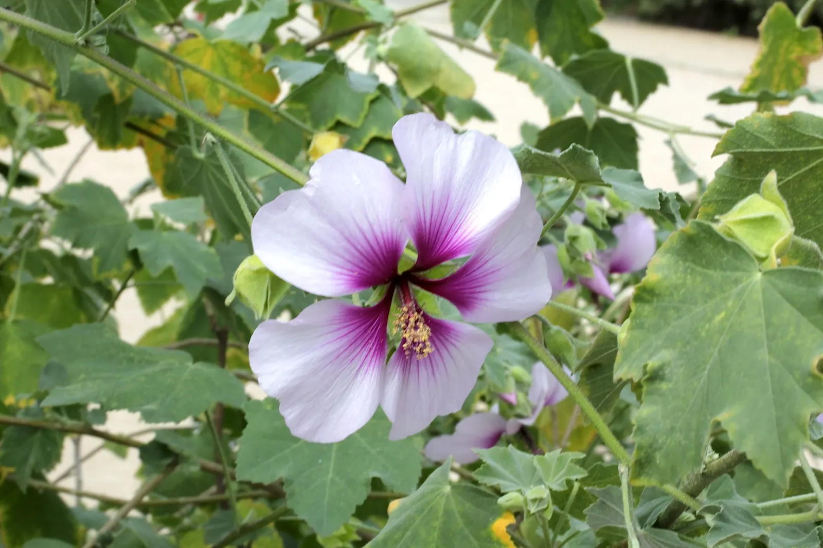 Tree Mallow (Lavatera Maritima) — regular pruning in late winter or early spring will encourage bushier growth and enhance flowering; is an eye-catching shrub