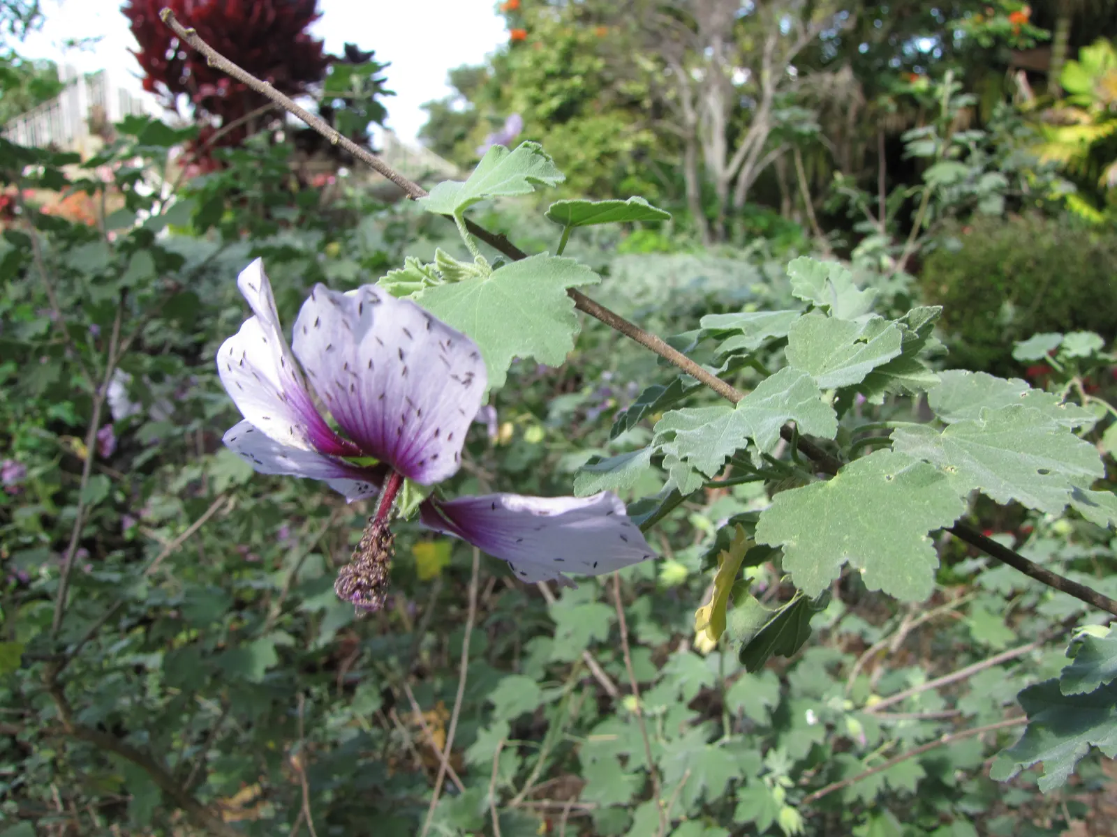 Tree Mallow (Lavatera Maritima) — Drought-tolerant once established, it's ideal for coastal settings requiring minimal maintenance; the, image 55
