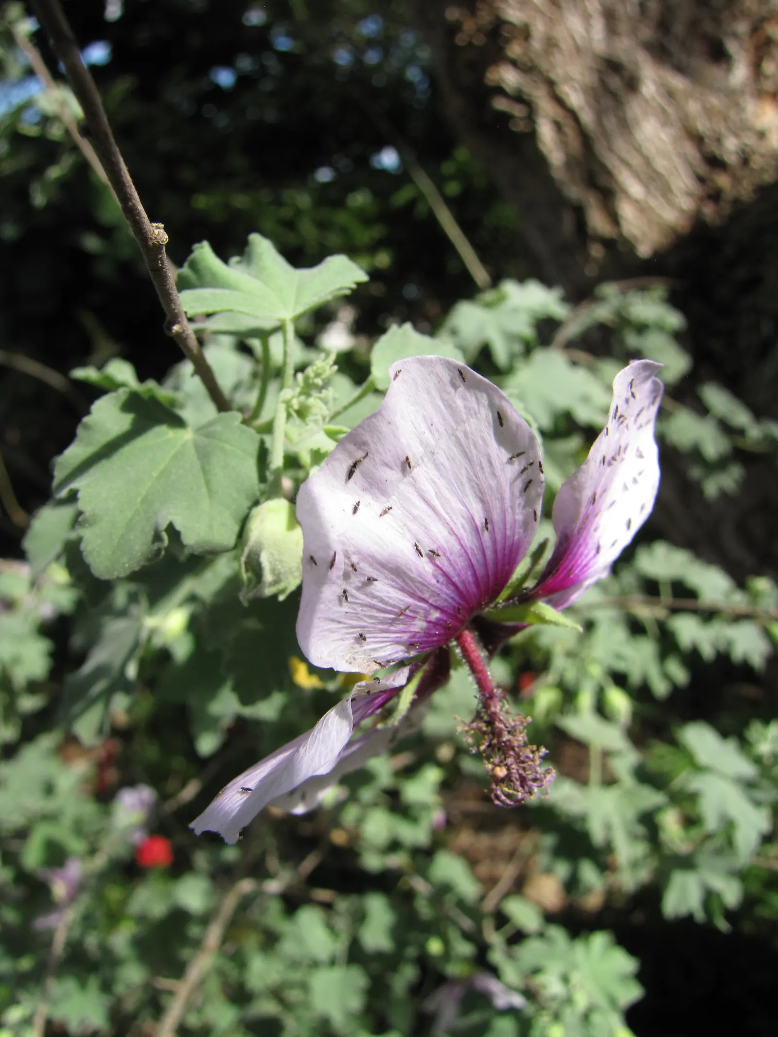 Tree Mallow (Lavatera Maritima) — is an eye-catching shrub that brings a touch of the Mediterranean to any landscape design; capable of reaching heights of 6