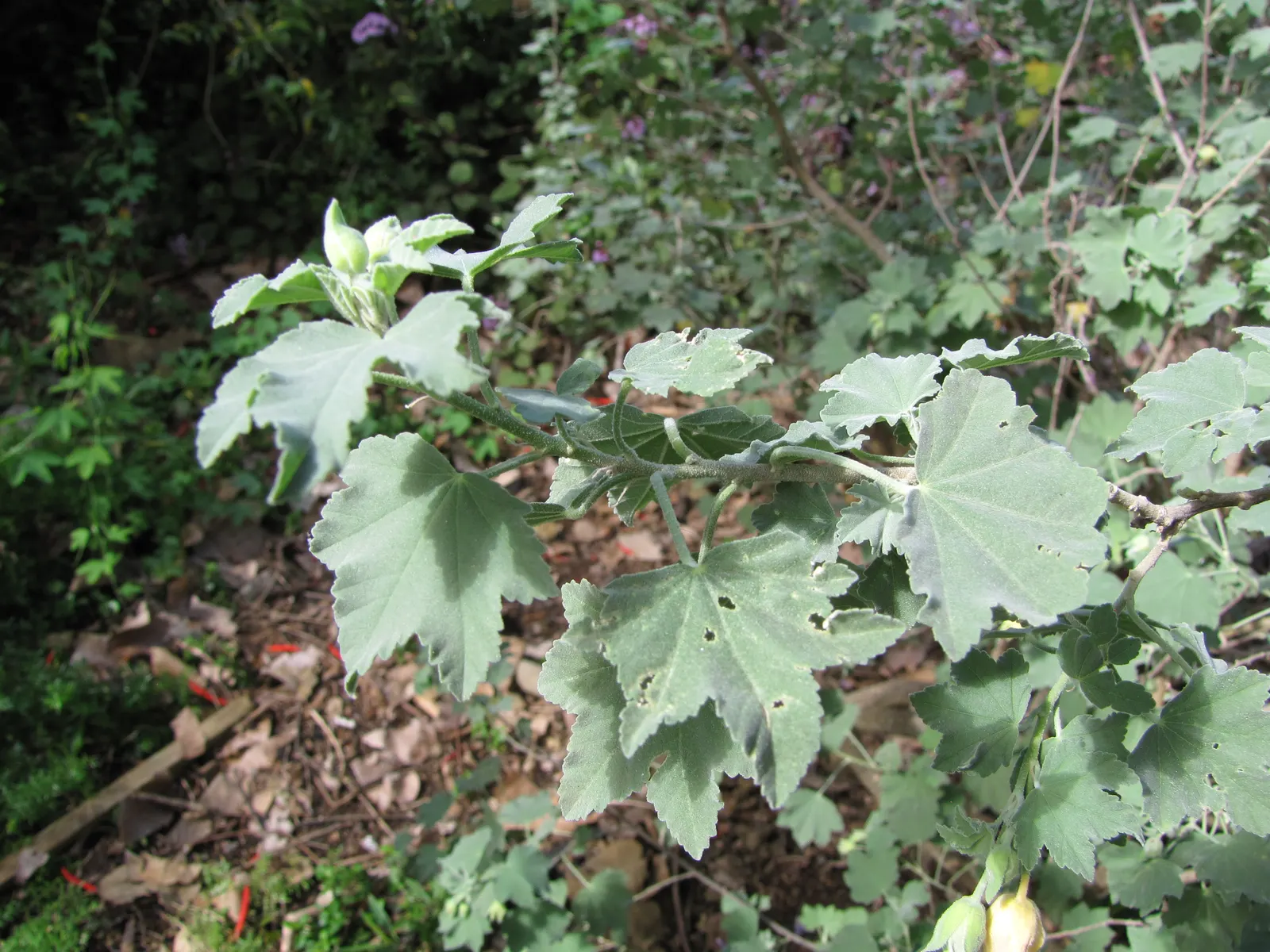 Tree Mallow (Lavatera Maritima) — or as a hedging plant to fully embrace its lush appearance and structural beauty