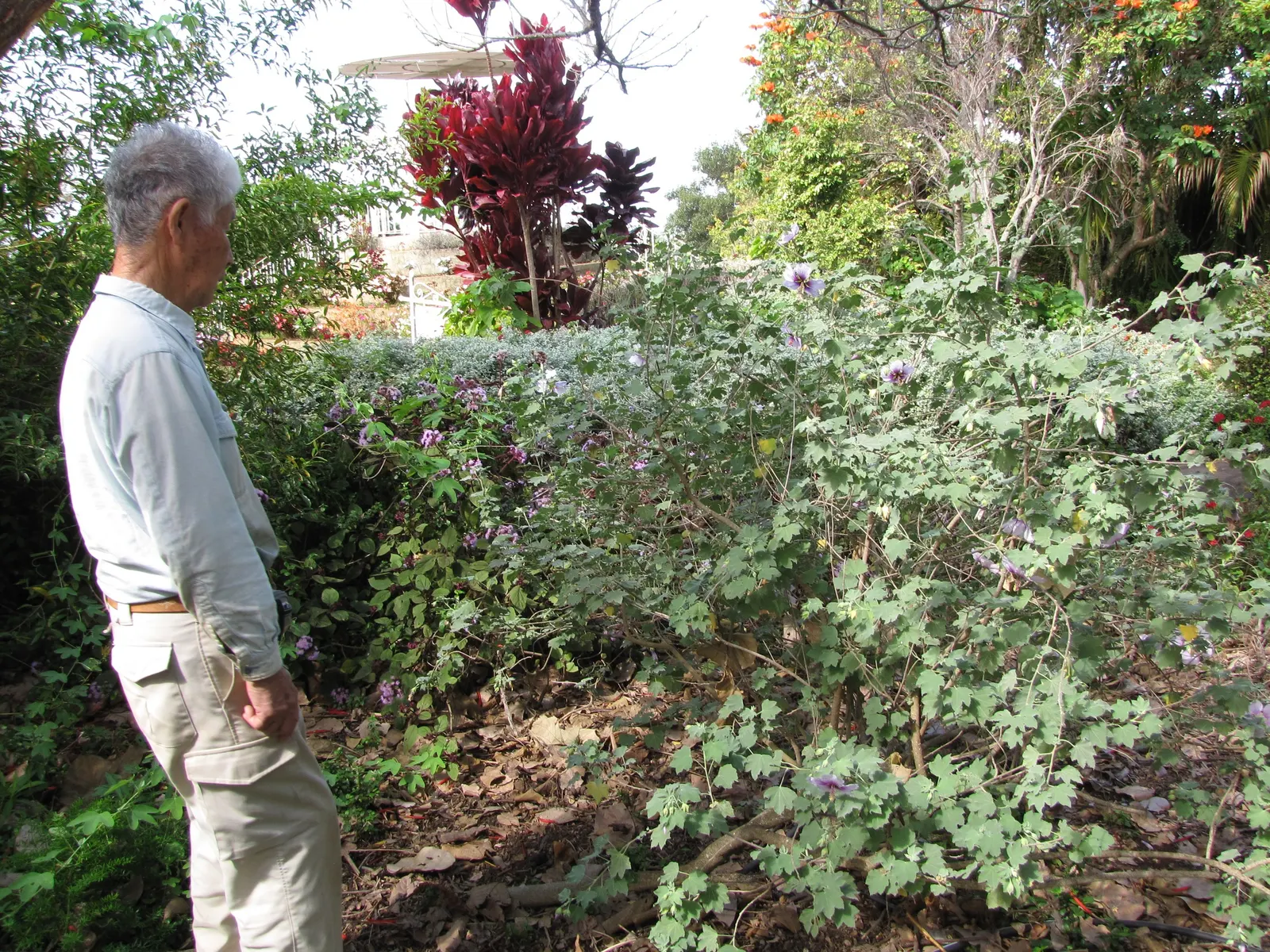 Tree Mallow (Lavatera Maritima) — The foliage is as attractive as the flowers; semi-evergreen shrub boasting grey-green leaves and striking, image 65