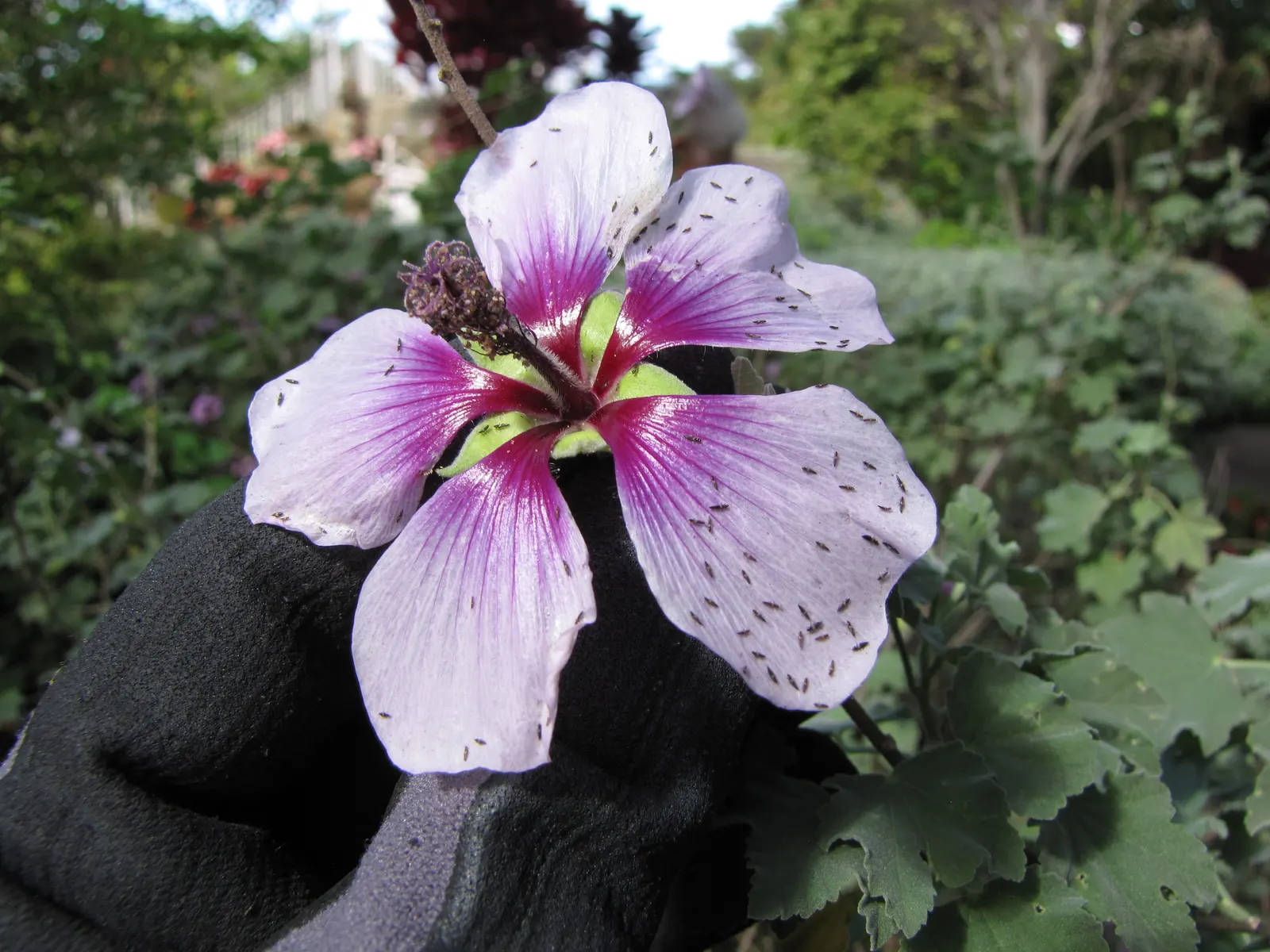 Tree Mallow (Lavatera Maritima) — regular pruning in late winter or early spring will encourage bushier growth and enhance flowering; is an, image 66