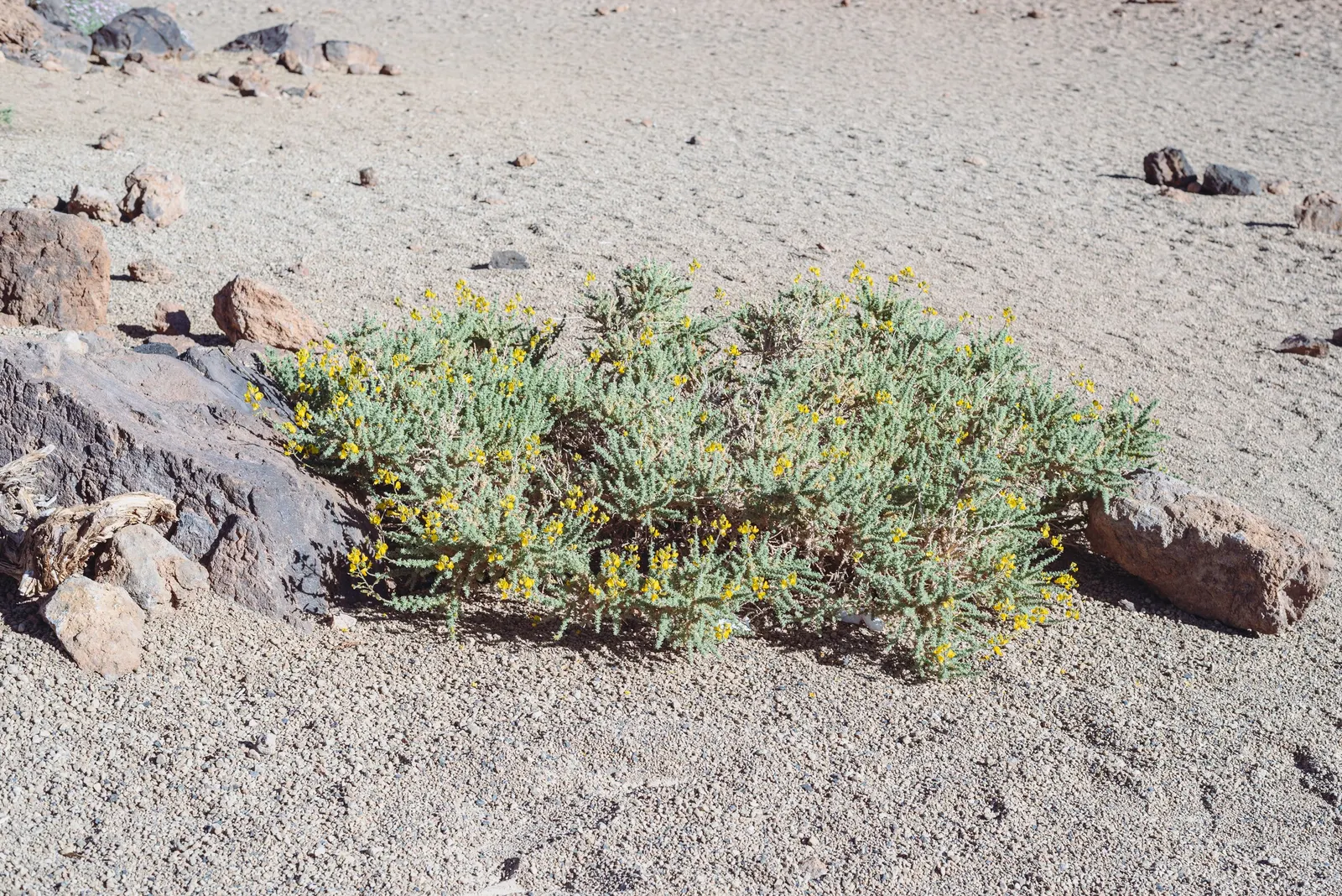 Tree Mallow (Lavatera Maritima) — Drought tolerant once established; regular pruning in late winter or early spring will encourage bushier growth, image 92