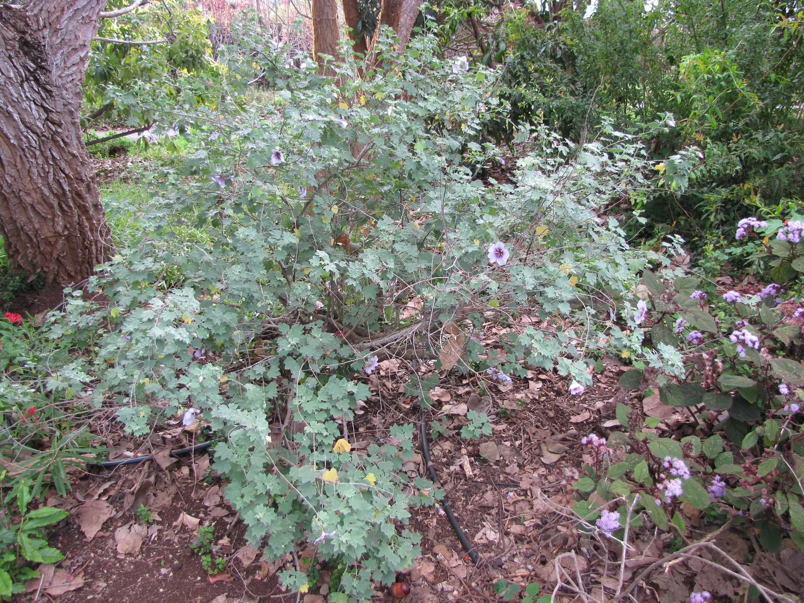 Tree Mallow (Lavatera Maritima) — Drought-tolerant once established, it's ideal for coastal settings requiring minimal maintenance; the, image 80
