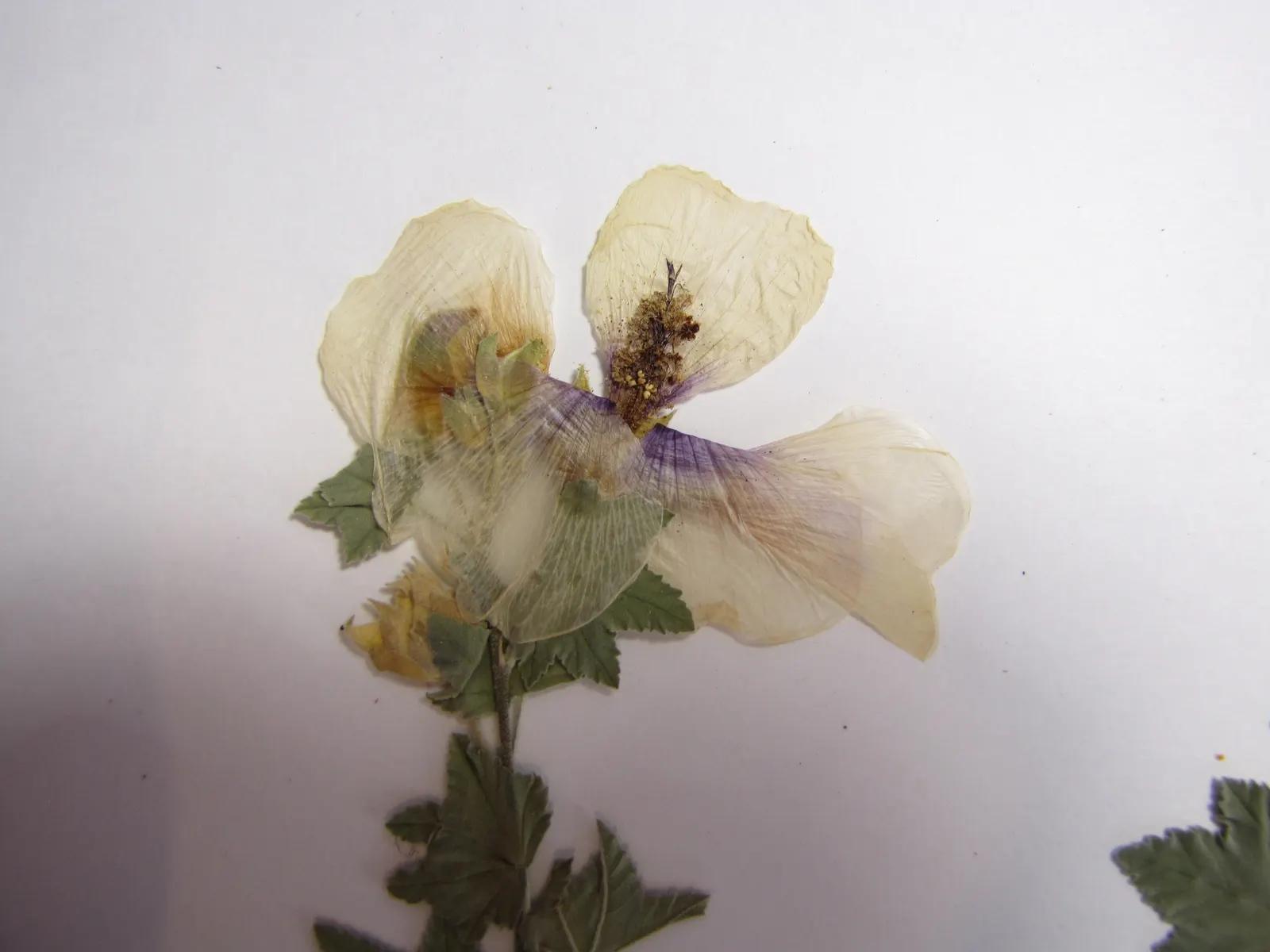 Tree Mallow (Lavatera Maritima) — Drought tolerant once established; regular pruning in late winter or early spring will encourage bushier growth and enhance