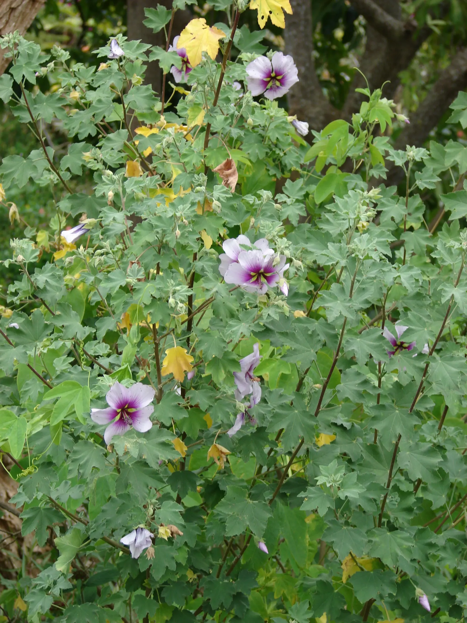 Tree Mallow (Lavatera Maritima) — is an eye-catching shrub that brings a touch of the Mediterranean to any landscape design; capable of reaching, image 84