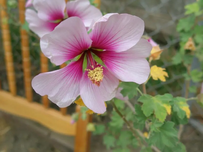 Tree Mallow (Lavatera Maritima) — Install it as a focal point; making it a delightful choice for a low-effort, image 96