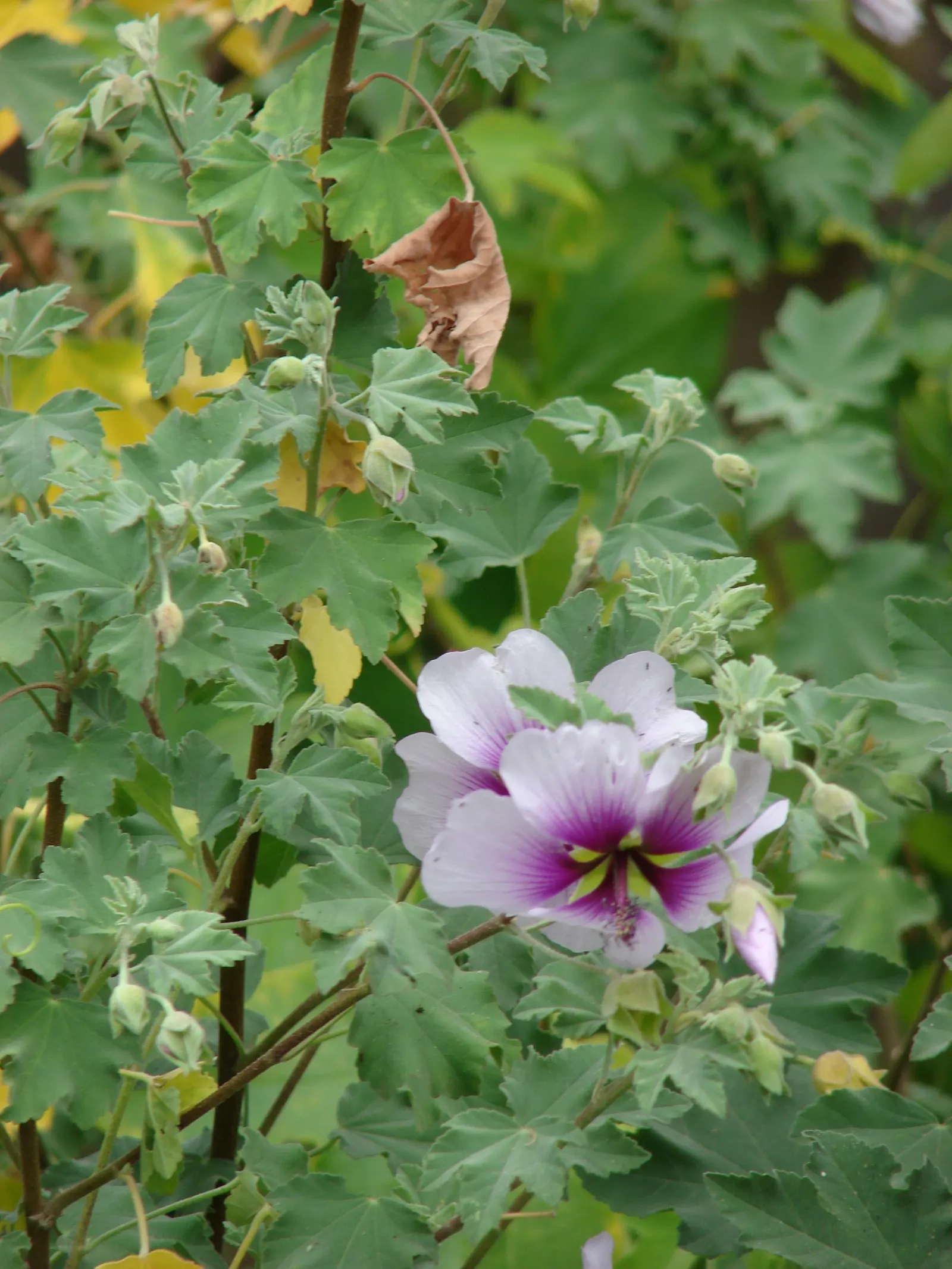 Tree Mallow (Lavatera Maritima) — Thriving in full sun, it typically reaches 6-8 feet tall and wide, adding a lush silhouette to any landscape, image 79