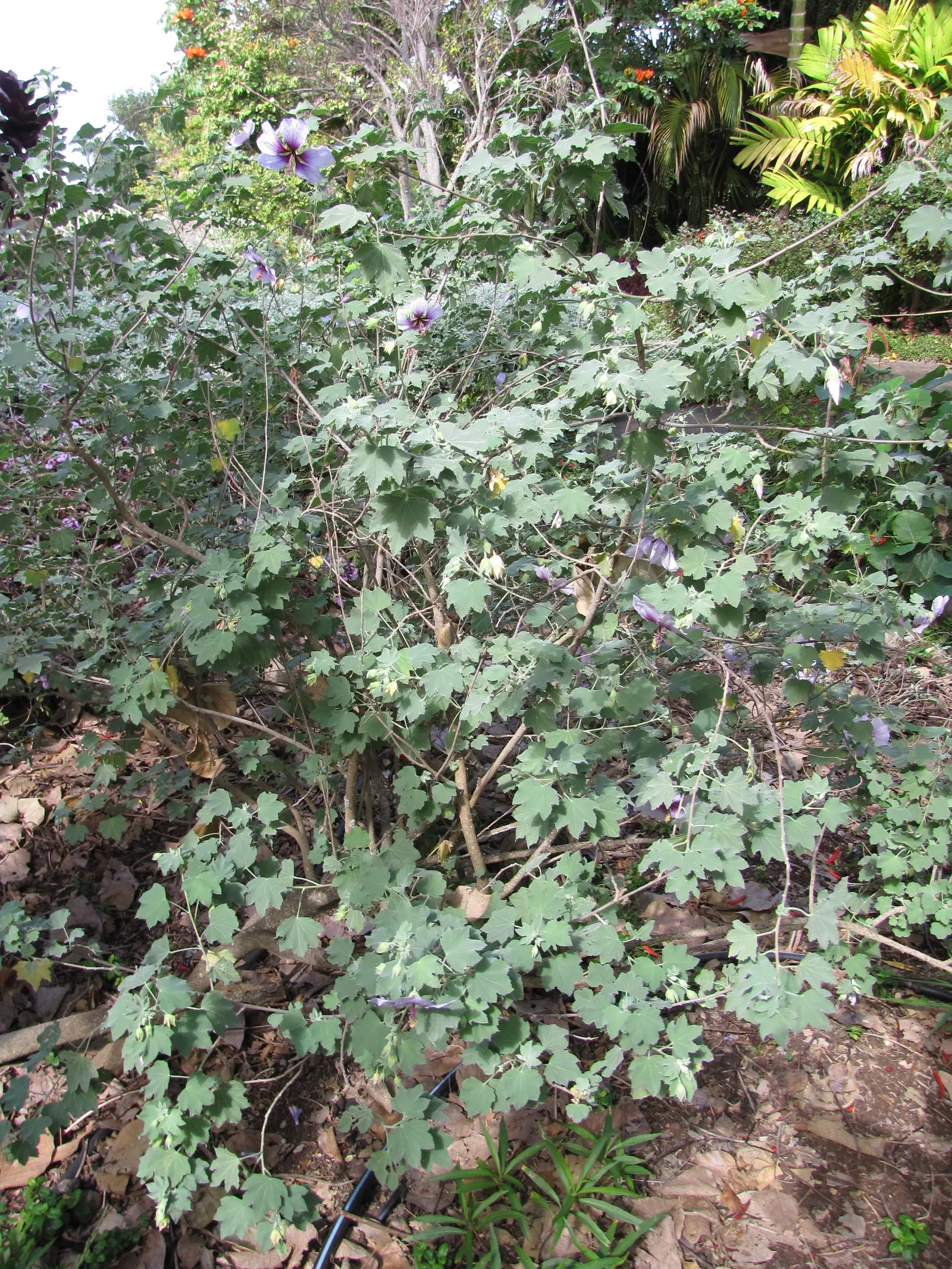 Tree Mallow (Lavatera Maritima) — The Mediterranean Tree Mallow (Lavatera maritima) is a fast-growing; thriving in full sun, it typically reaches, image 51