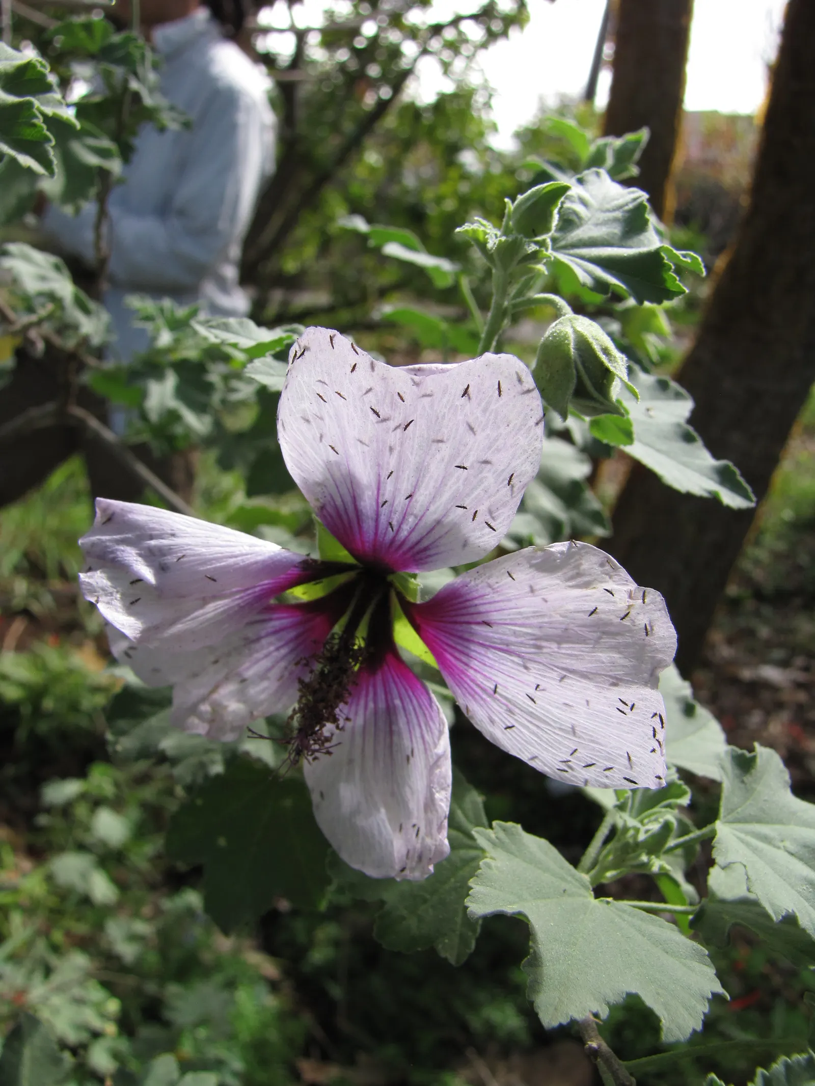 Tree Mallow (Lavatera Maritima) — Thriving in full sun, it typically reaches 6-8 feet tall and wide, adding a lush silhouette to any landscape; broadleaf