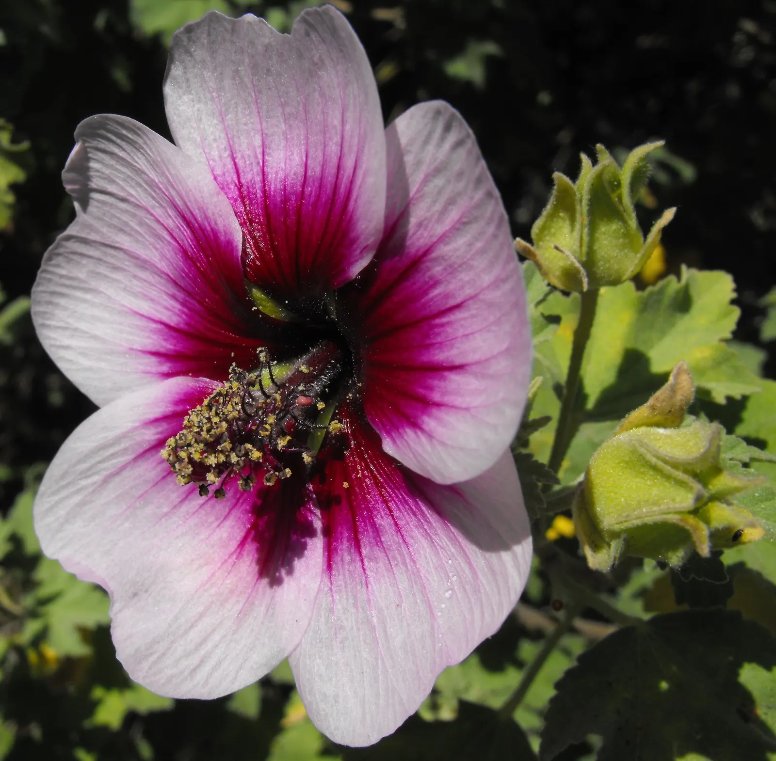 Tree Mallow (Lavatera Maritima) — The Mediterranean Tree Mallow (Lavatera maritima) is a fast-growing