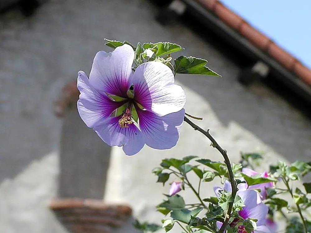 Tree Mallow (Lavatera Maritima) — capable of reaching heights of 6 to 8 feet with a spread of 4 to 6 feet; drought tolerant once established