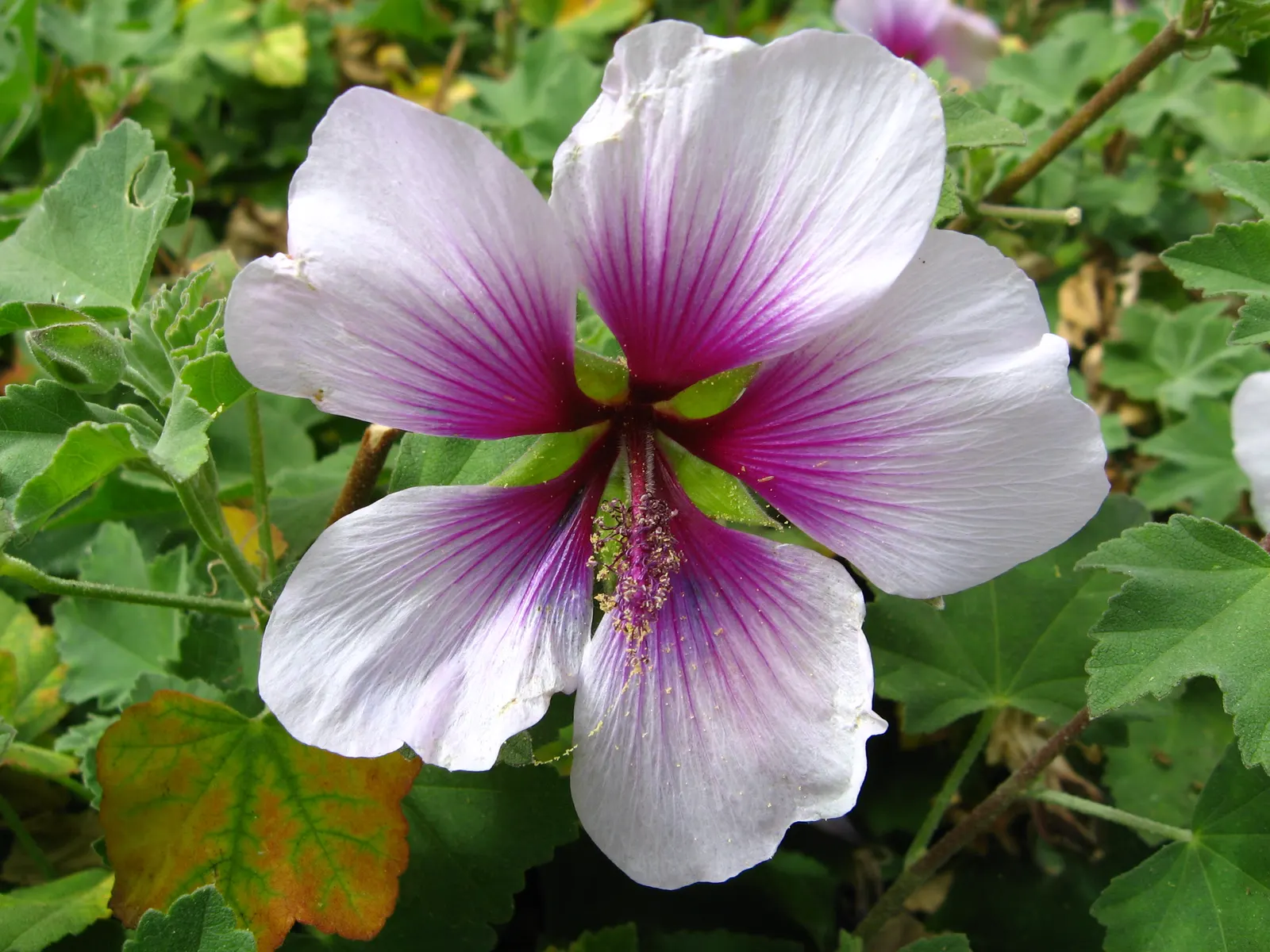 Tree Mallow (Lavatera Maritima) — making it a delightful choice for a low-effort