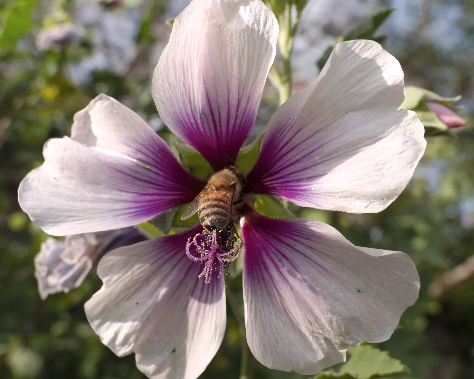 Tree Mallow (Lavatera Maritima) — Drought-tolerant once established, it's ideal for coastal settings requiring minimal maintenance; the Mediterranean Tree