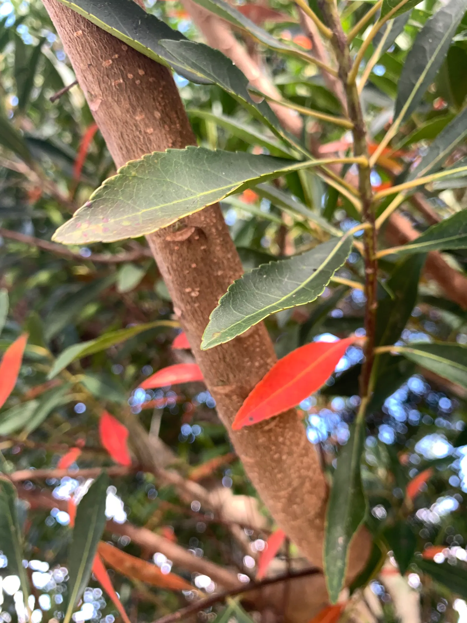 Japanese Blueberry Tree (Elaeocarpus Decipiens) — is an evergreen with a columnar to pyramidal form