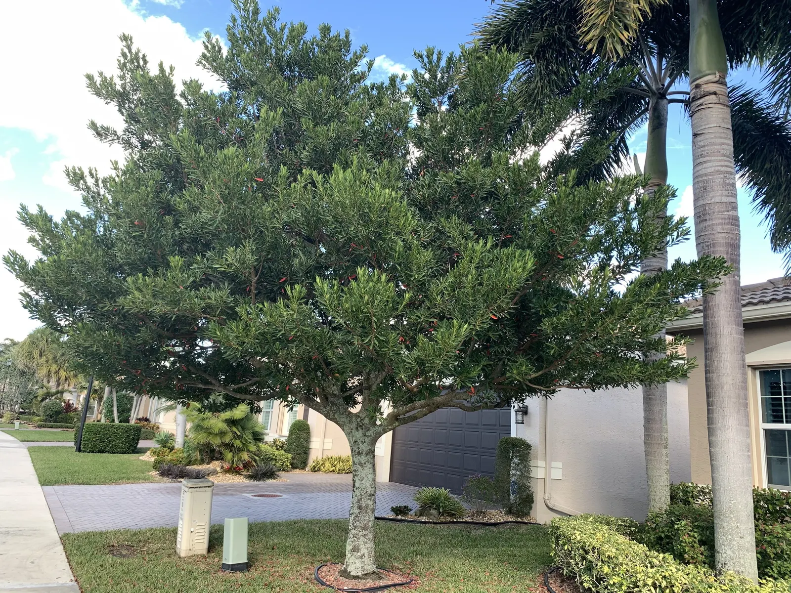 Japanese Blueberry Tree (Elaeocarpus Decipiens) — reaching up to 40-60 feet in height