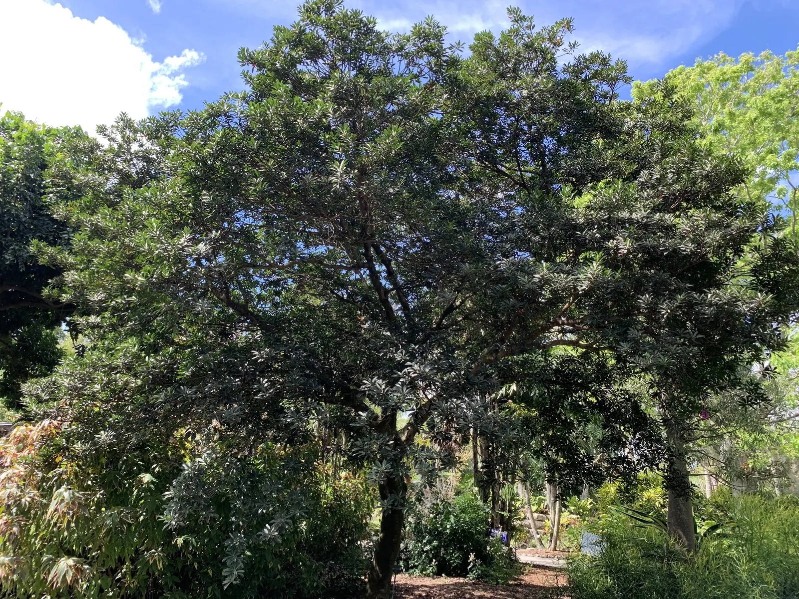 Japanese Blueberry Tree (Elaeocarpus Decipiens) — shiny leaves transition from bronzy-pink to bright green