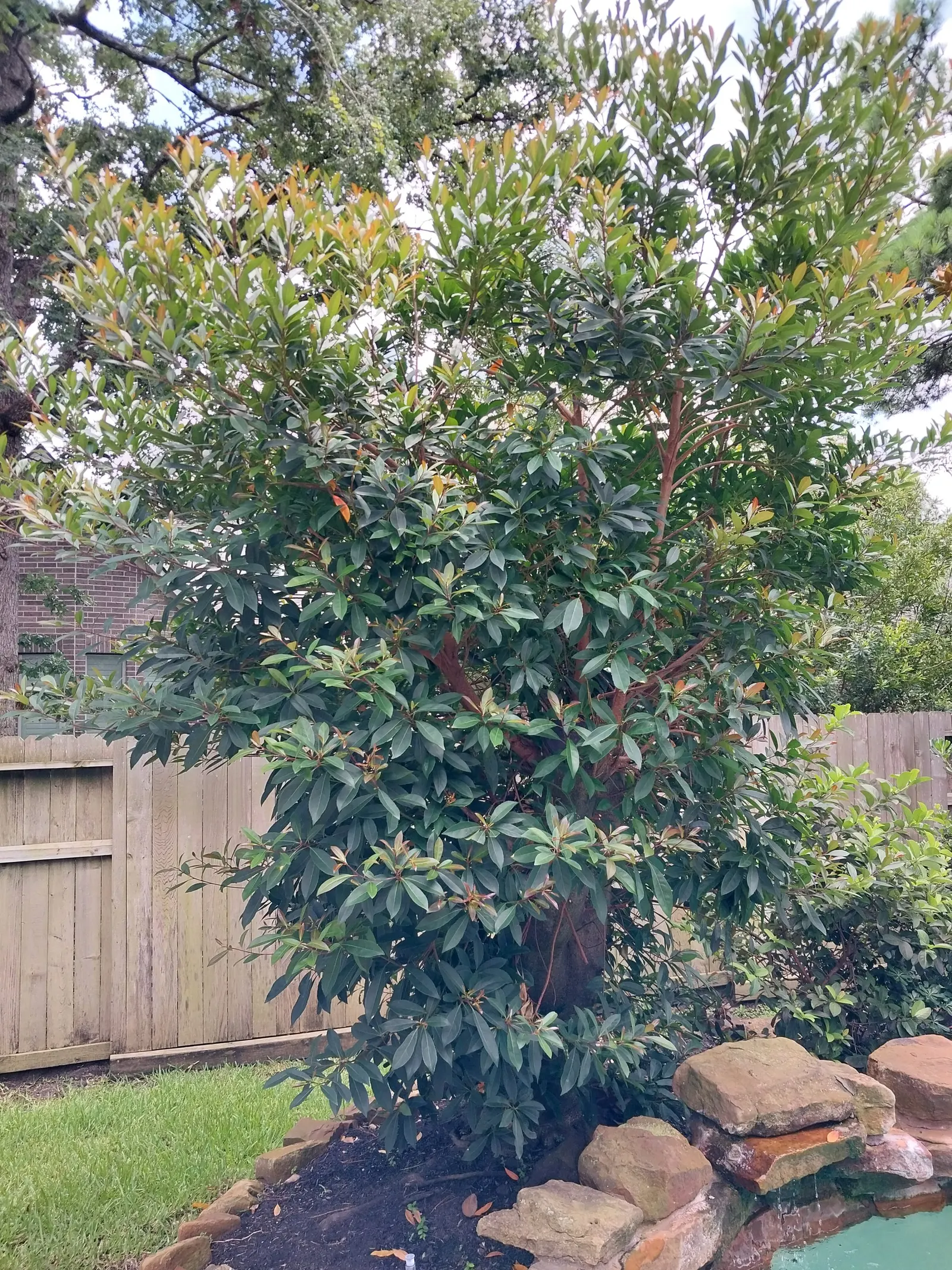 Japanese Blueberry Tree (Elaeocarpus Decipiens) — scientifically named Elaeocarpus decipiens