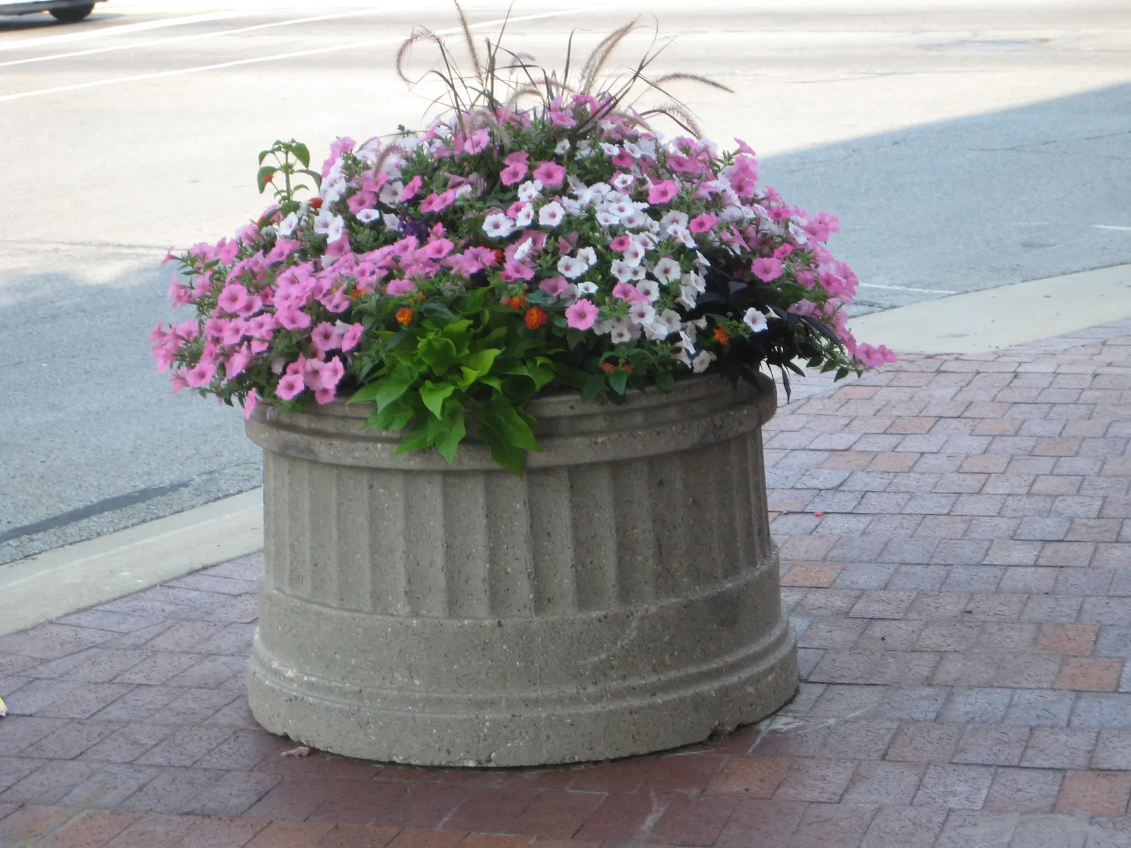 Margarita Sweet Potato Vine (Ipomoea batatas) — especially as a sweet potato vine groundcover