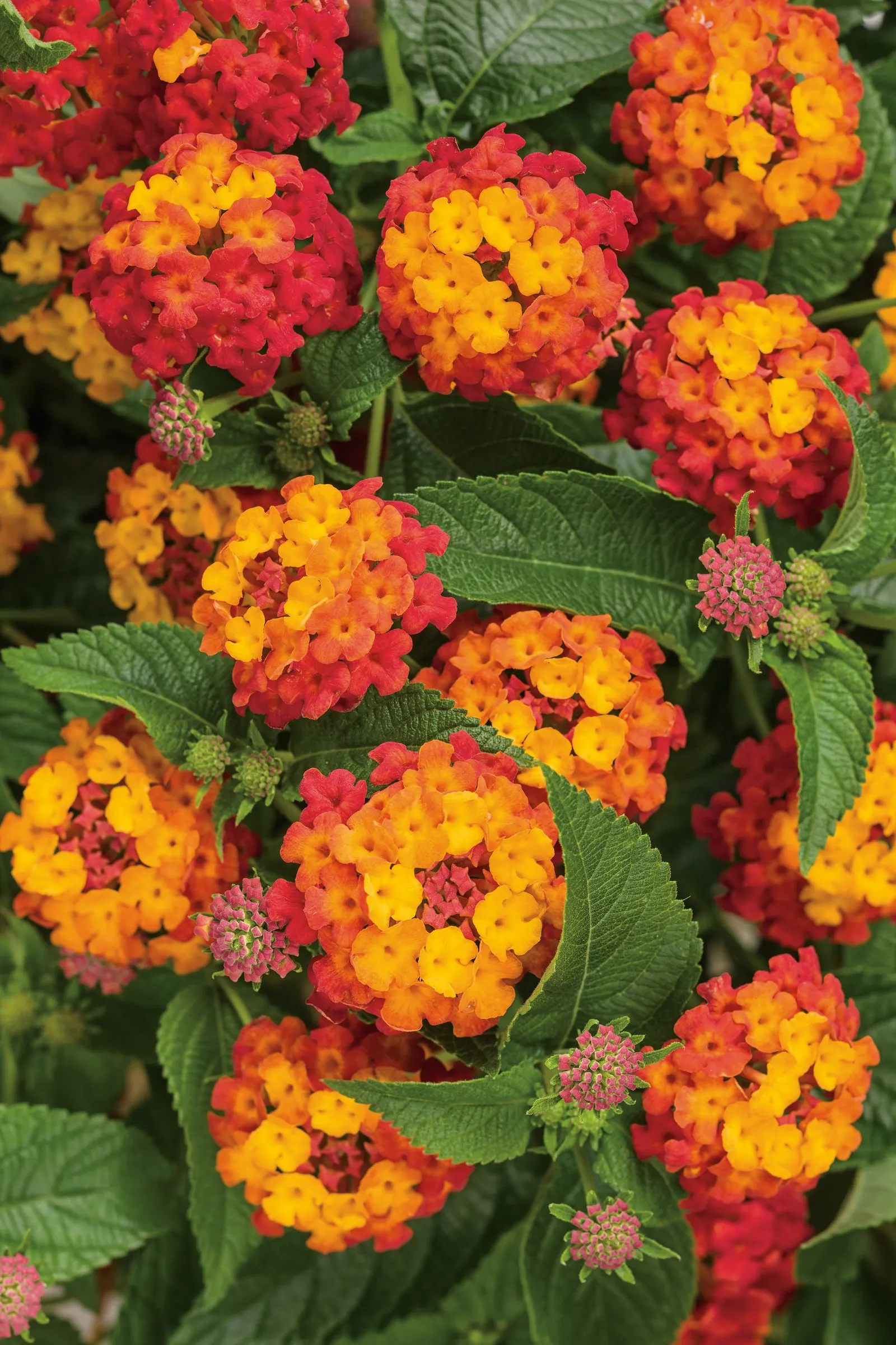 Citrus Blend™ II Lantana (Lantana camara) — though removing developing berries can help keep flowering especially continuous