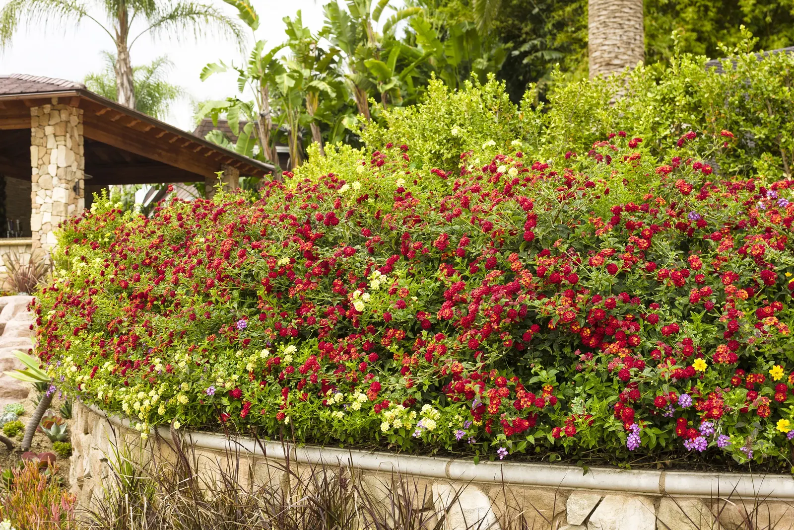 Citrus Blend™ II Lantana (Lantana camara) — From planting until hard frost