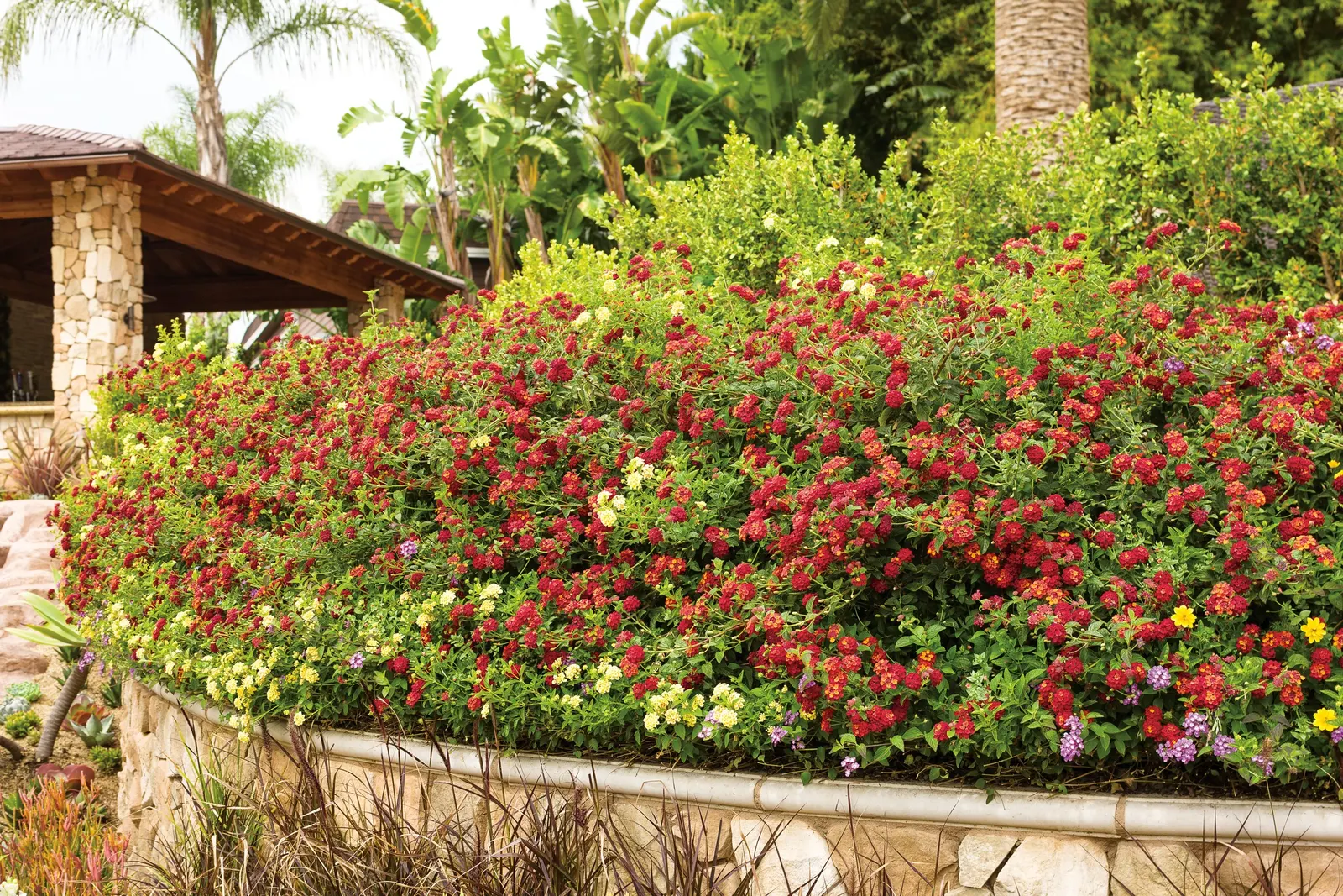 Citrus Blend™ II Lantana (Lantana camara) — The Lantana camara 'Citrus Blend™ II' is a mounded annual with bright clusters of red
