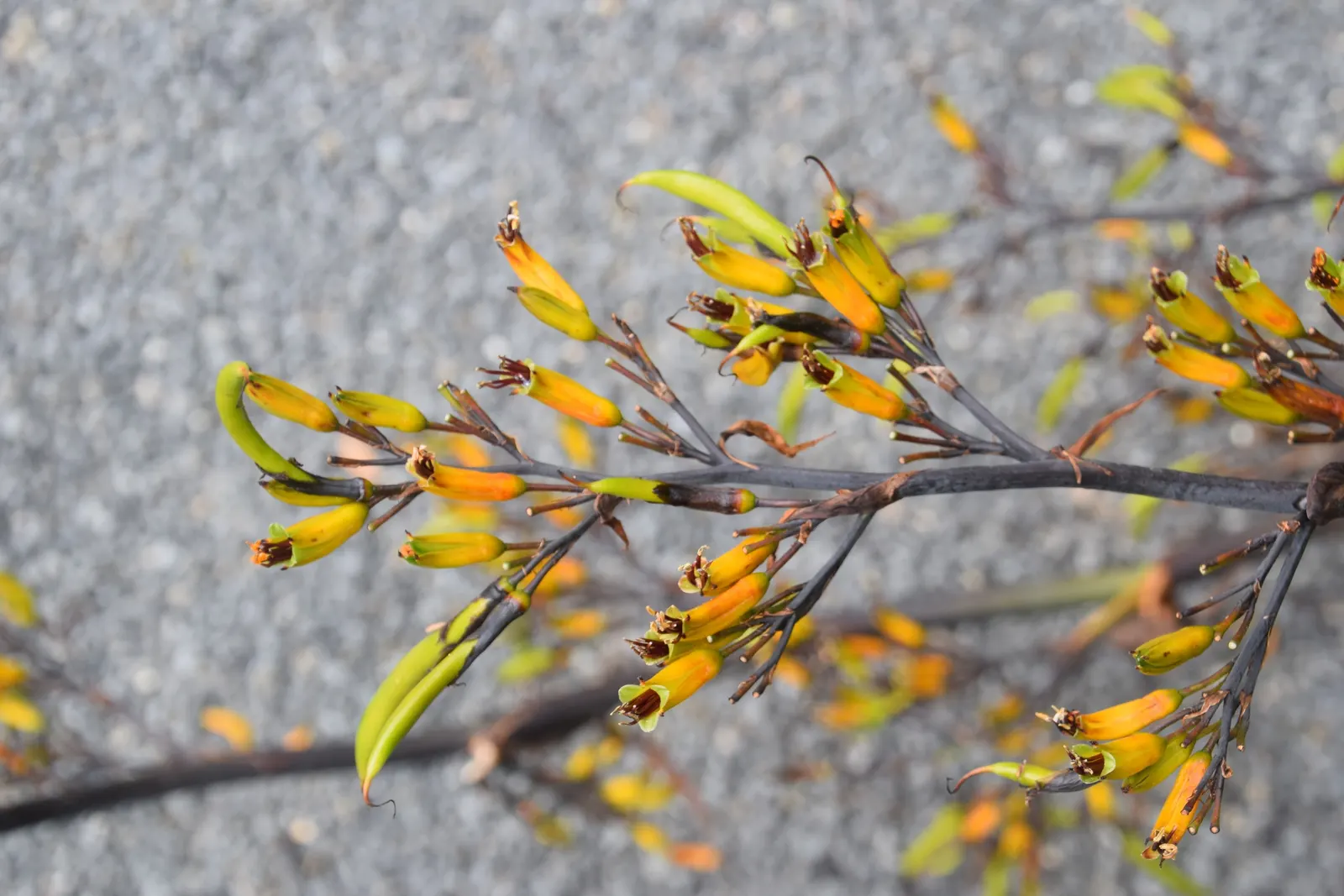 Mountain Flax (Phormium Cookianum) — providing visual interest throughout the year