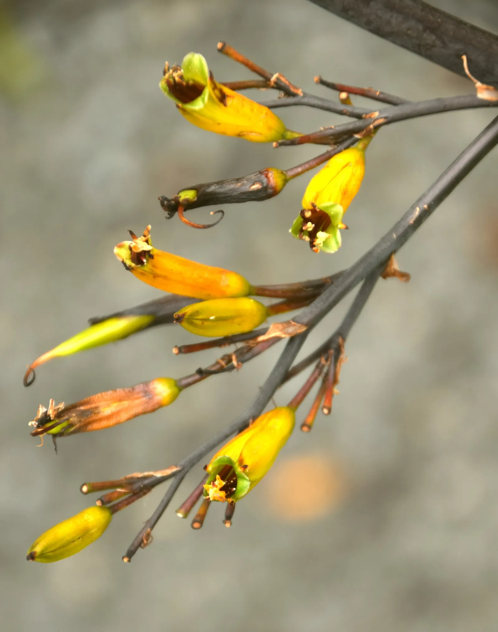 Mountain Flax (Phormium Cookianum) — Low-maintenance; ideal for mass planting and coastal gardens; coupled with its striking appearance, image 55