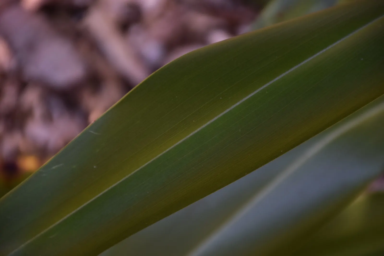 Mountain Flax (Phormium Cookianum) — curving yellow or red flower spikes up to 5 ft tall; commonly known as Mountain Flax or Wharariki