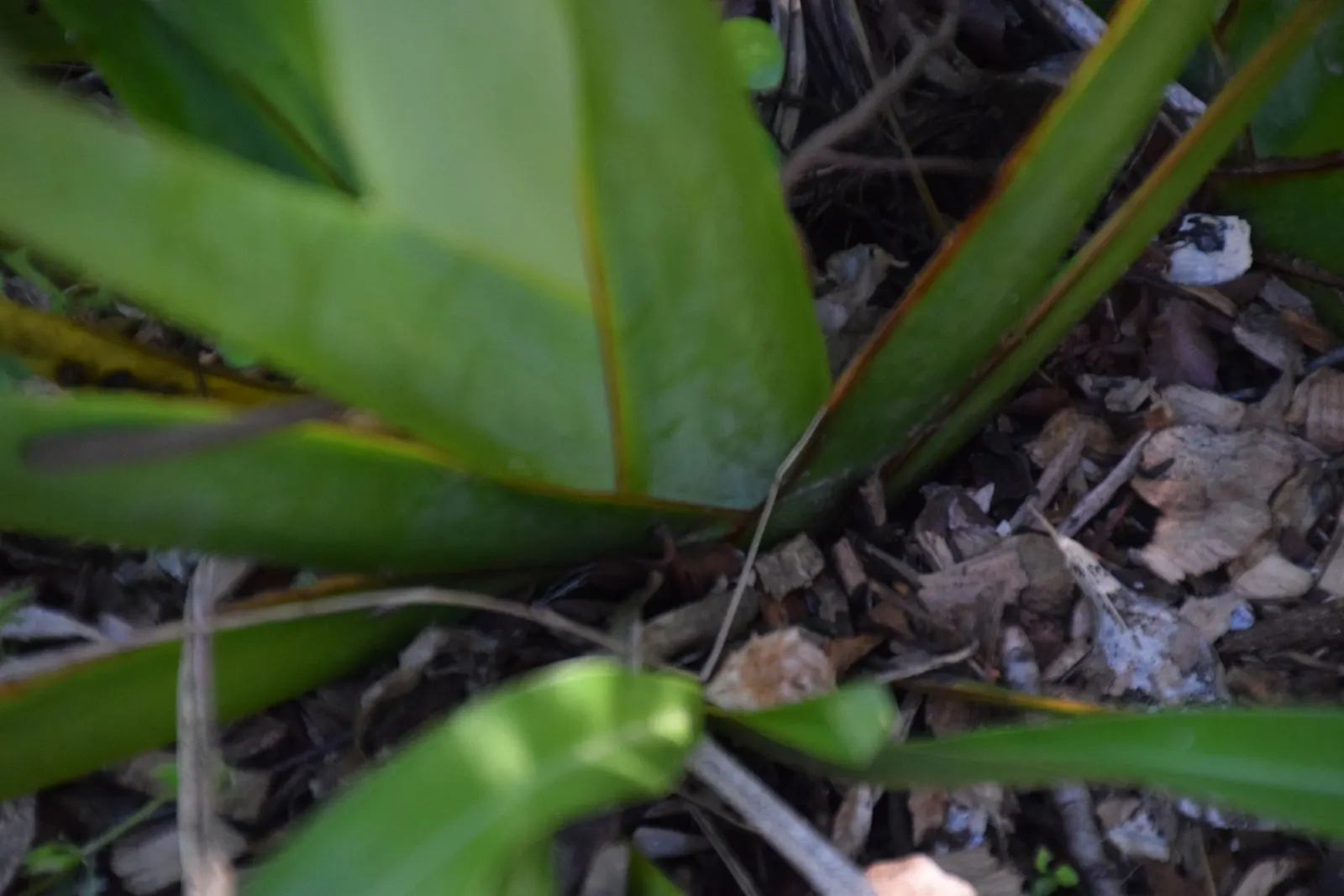 Mountain Flax (Phormium Cookianum) — providing visual interest throughout the year; is a robust and versatile perennial native to New Zealand