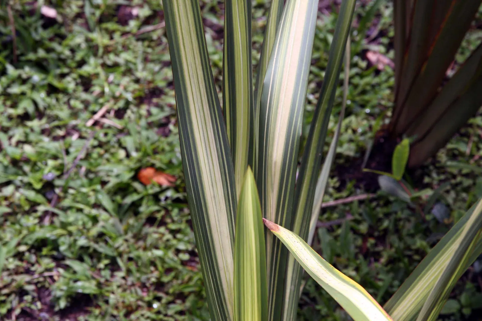 Mountain Flax (Phormium Cookianum) — curving yellow or red flower spikes up to 5 ft tall; commonly known as Mountain Flax or Wharariki, image 53