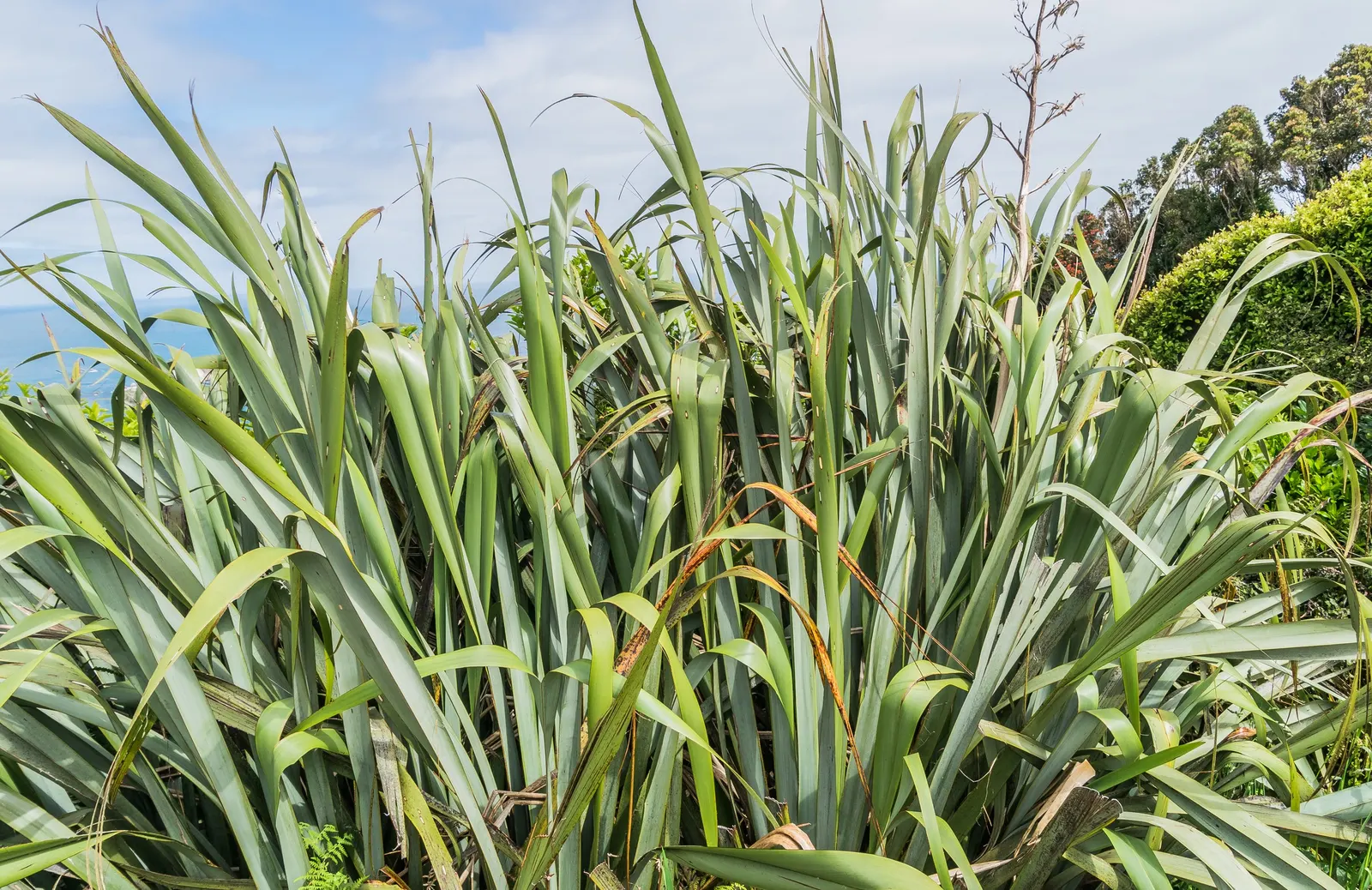 Mountain Flax (Phormium Cookianum) — commonly known as Mountain Flax or Wharariki; curving yellow or red flower spikes up to 5 ft tall