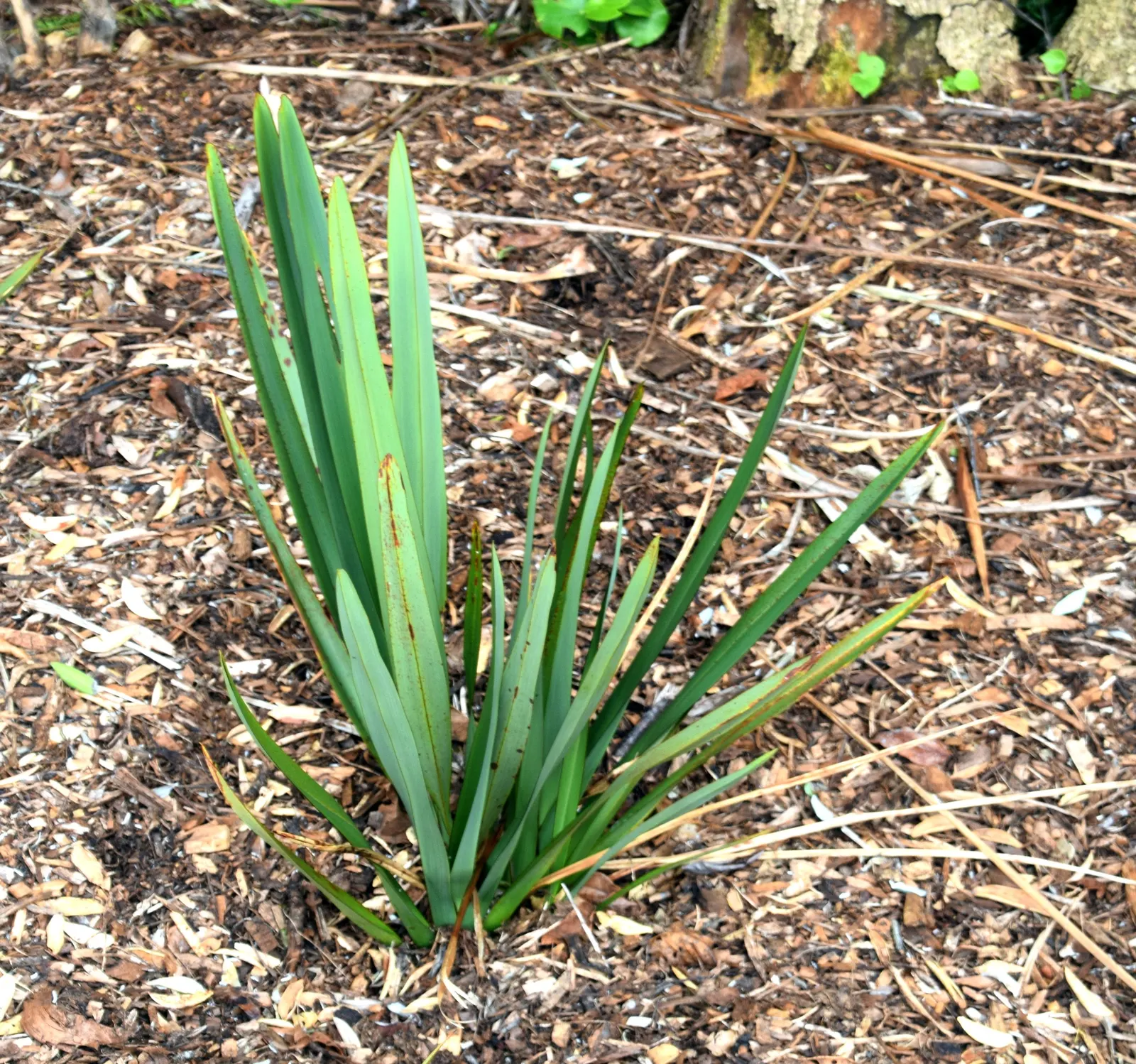 Mountain Flax (Phormium Cookianum) — perennial / shrub for full or half; <br><br>Mountain Flax's resilience