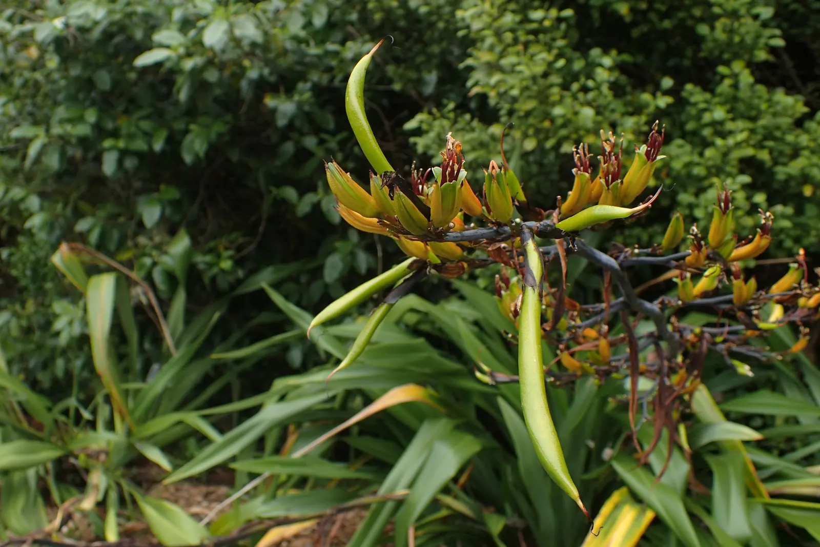 Mountain Flax (Phormium Cookianum) — perennial / shrub for full or half