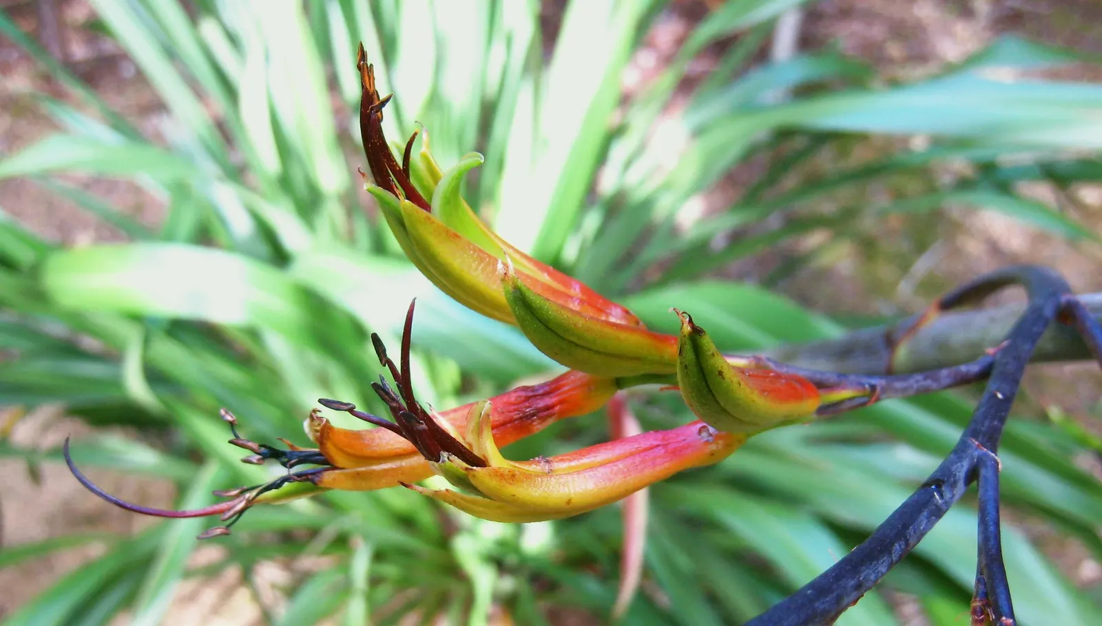 Mountain Flax (Phormium Cookianum) — Low-maintenance; ideal for mass planting and coastal gardens; coupled with its striking appearance