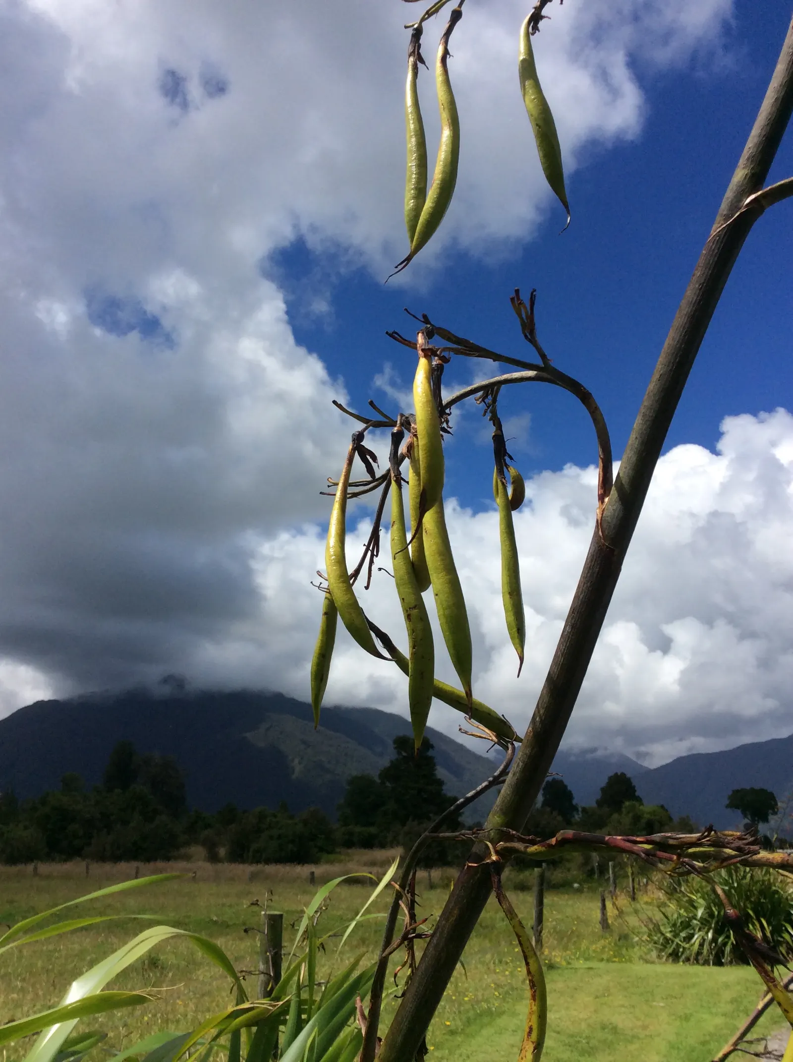 Mountain Flax (Phormium Cookianum) — Its architectural form and richly textured foliage add a touch of exotic sophistication to landscape designs, image 58