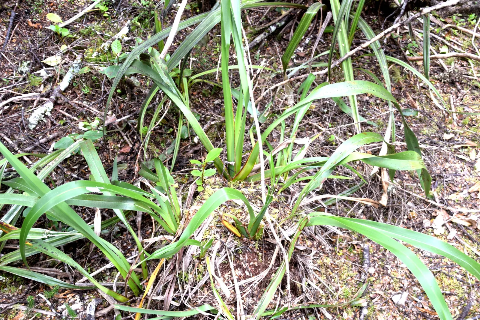 Mountain Flax (Phormium Cookianum) — evergreen perennial sporting sword-like leaves