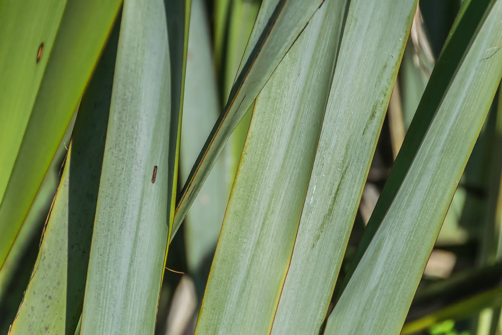 Mountain Flax (Phormium Cookianum) — Space them approximately 3 to 4 feet apart to allow for mature growth