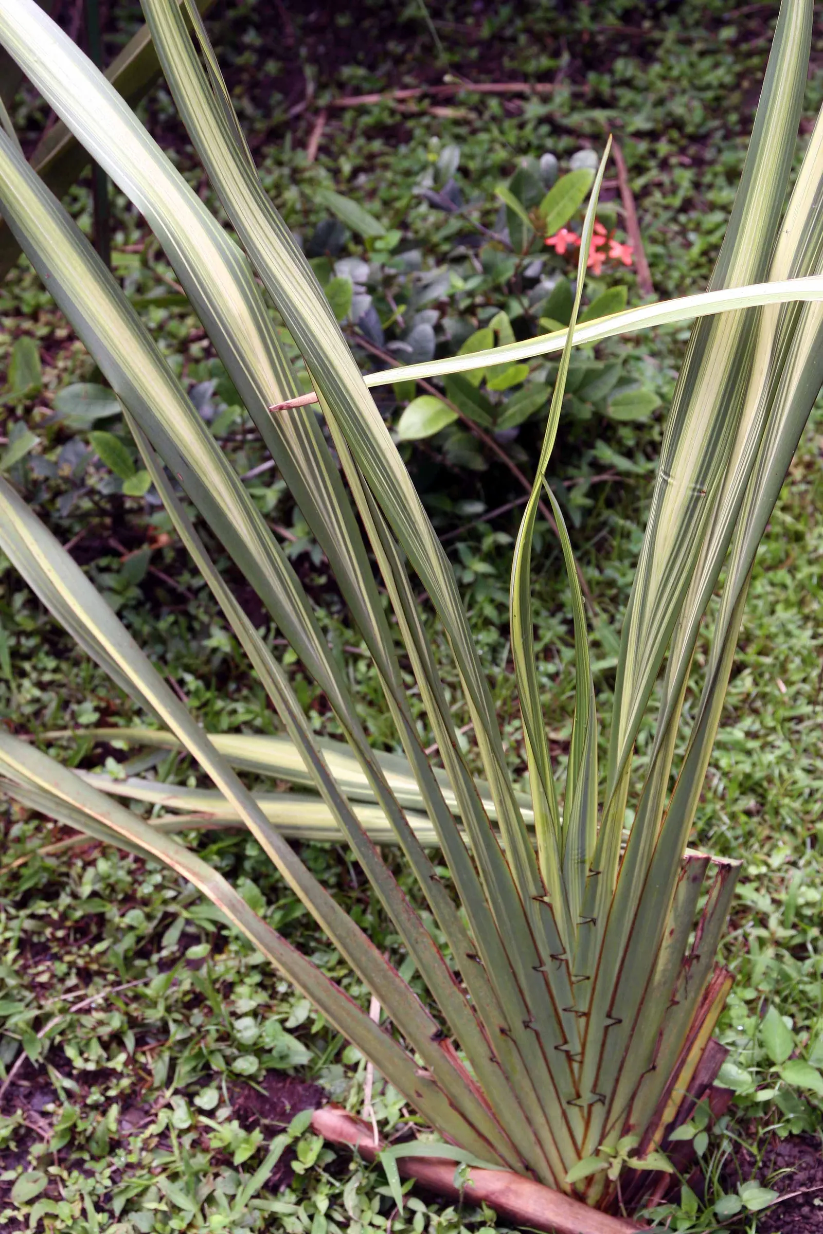 Mountain Flax (Phormium Cookianum) — though it should be protected from harsh