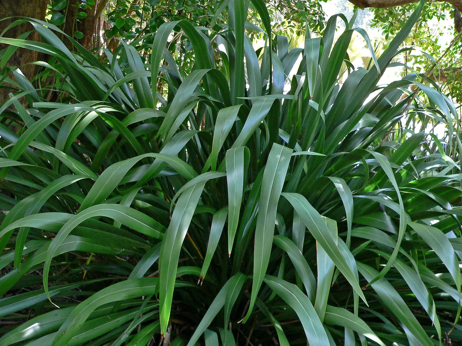 Mountain Flax (Phormium Cookianum) — from coastal exposure to partial shade